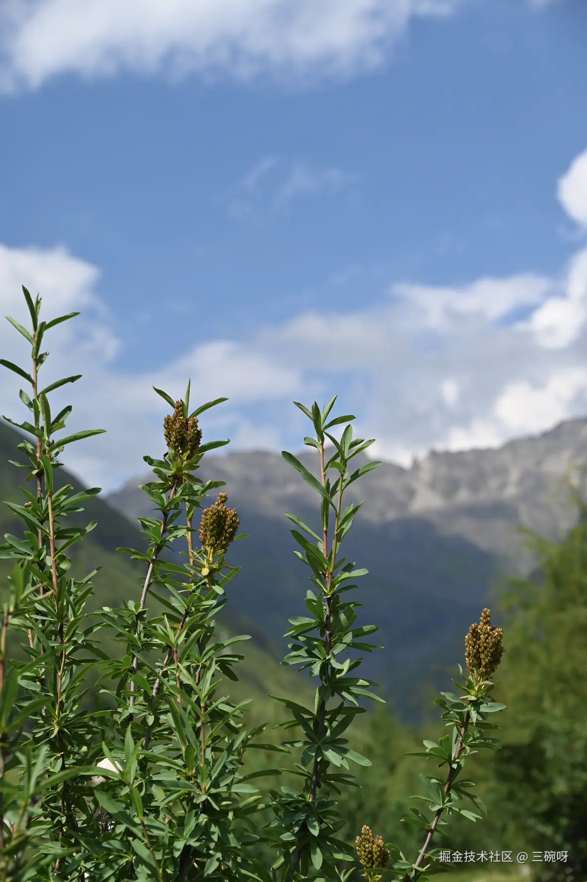 三碗呀于2025-08-04 10:26发布的图片