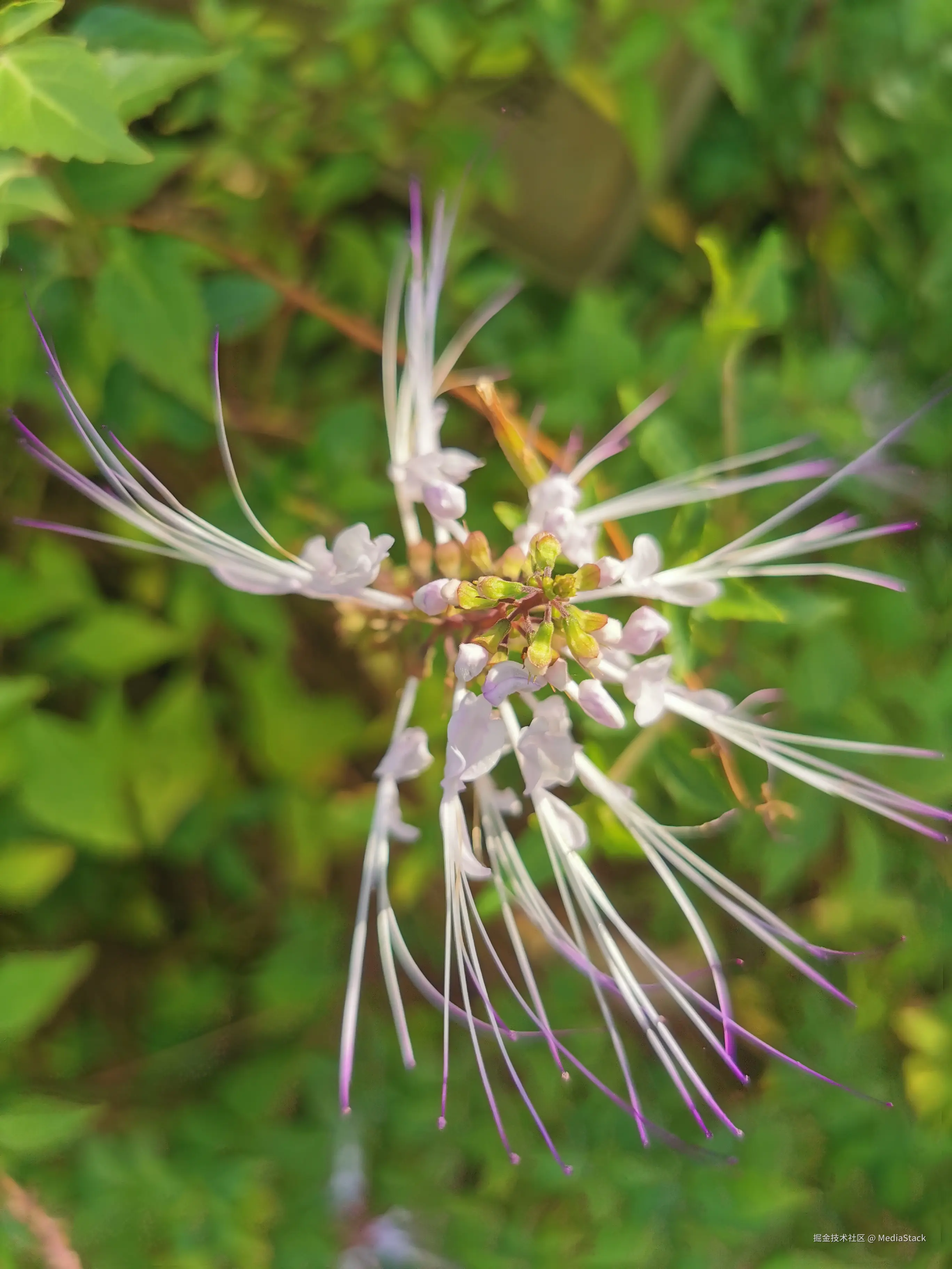 MediaStack于2025-01-02 10:39发布的图片