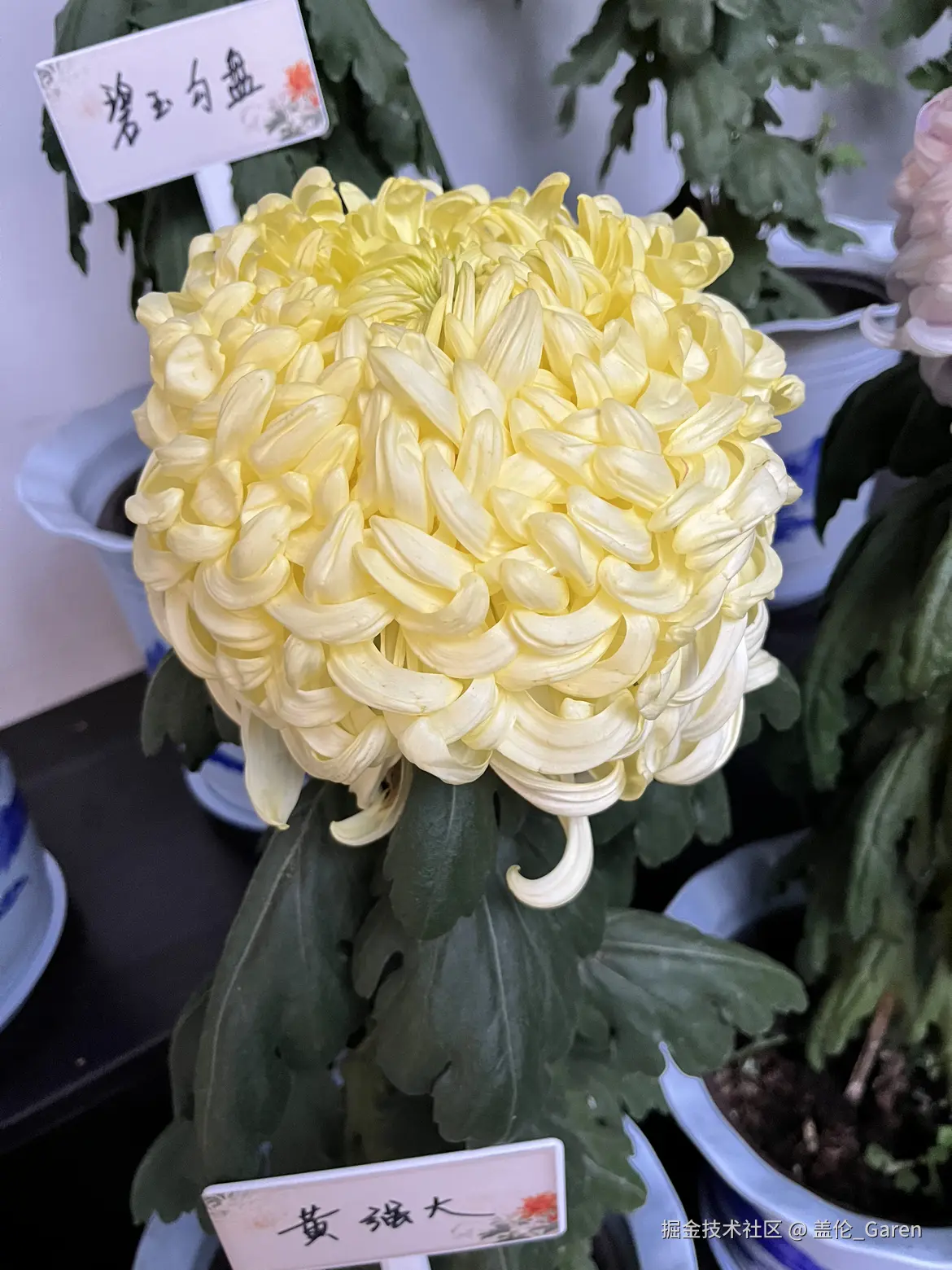 盖伦_Garen于2024-11-18 09:35发布的图片