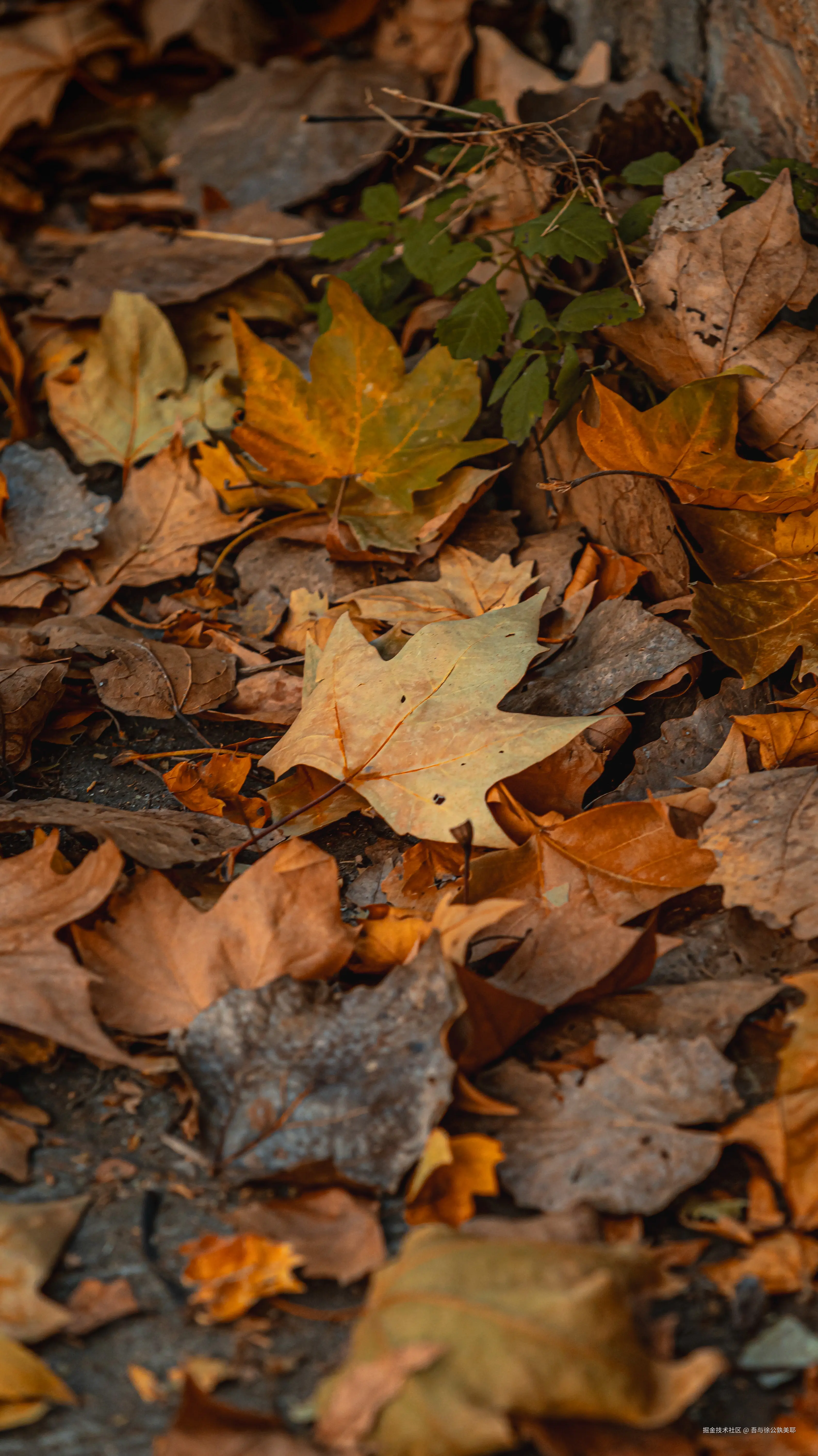 吾与徐公孰美耶于2025-11-24 10:13发布的图片