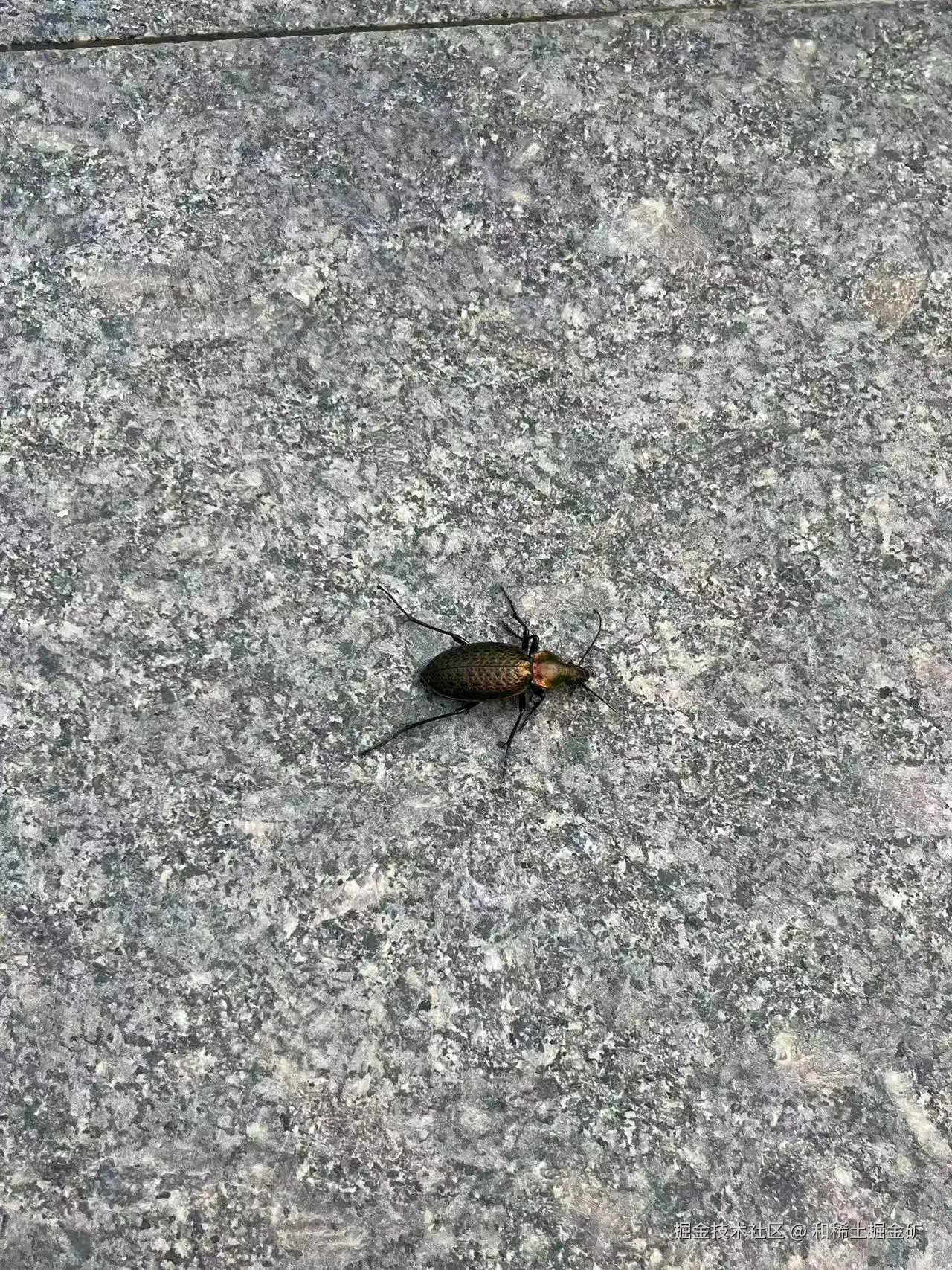 和稀土掘金矿于2025-05-12 14:44发布的图片