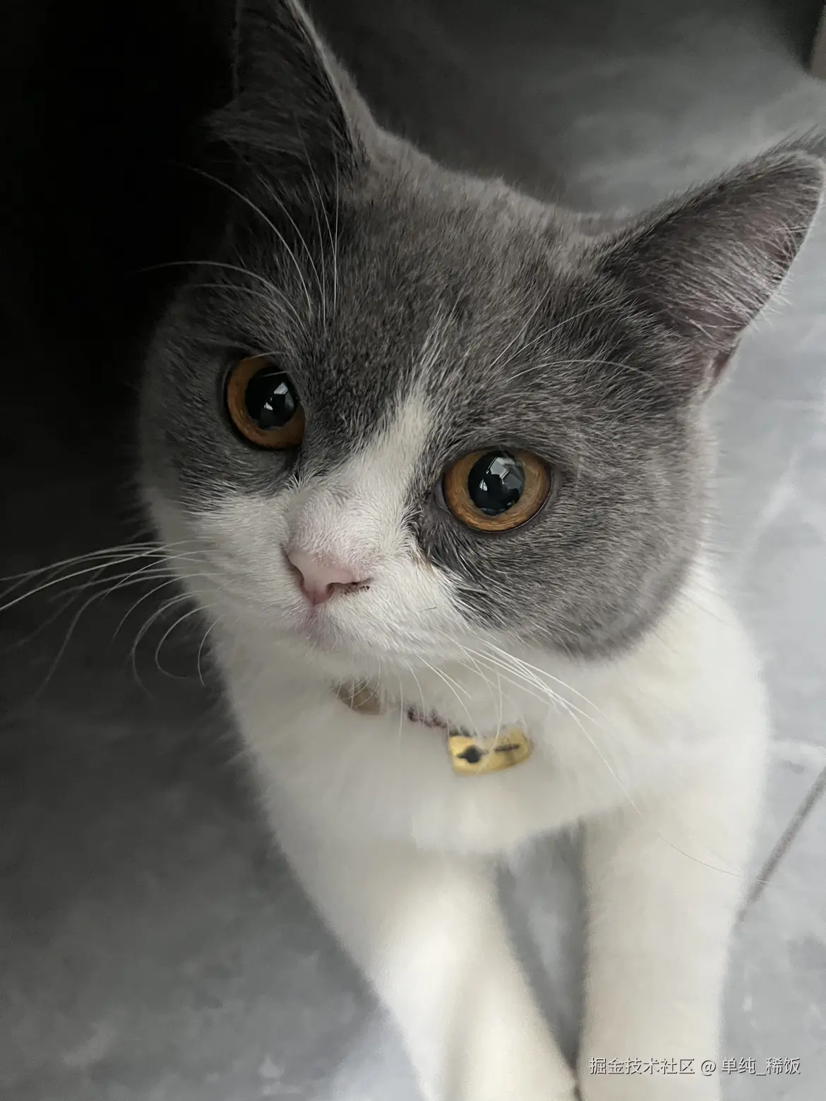 单纯_稀饭于2024-08-09 07:32发布的图片