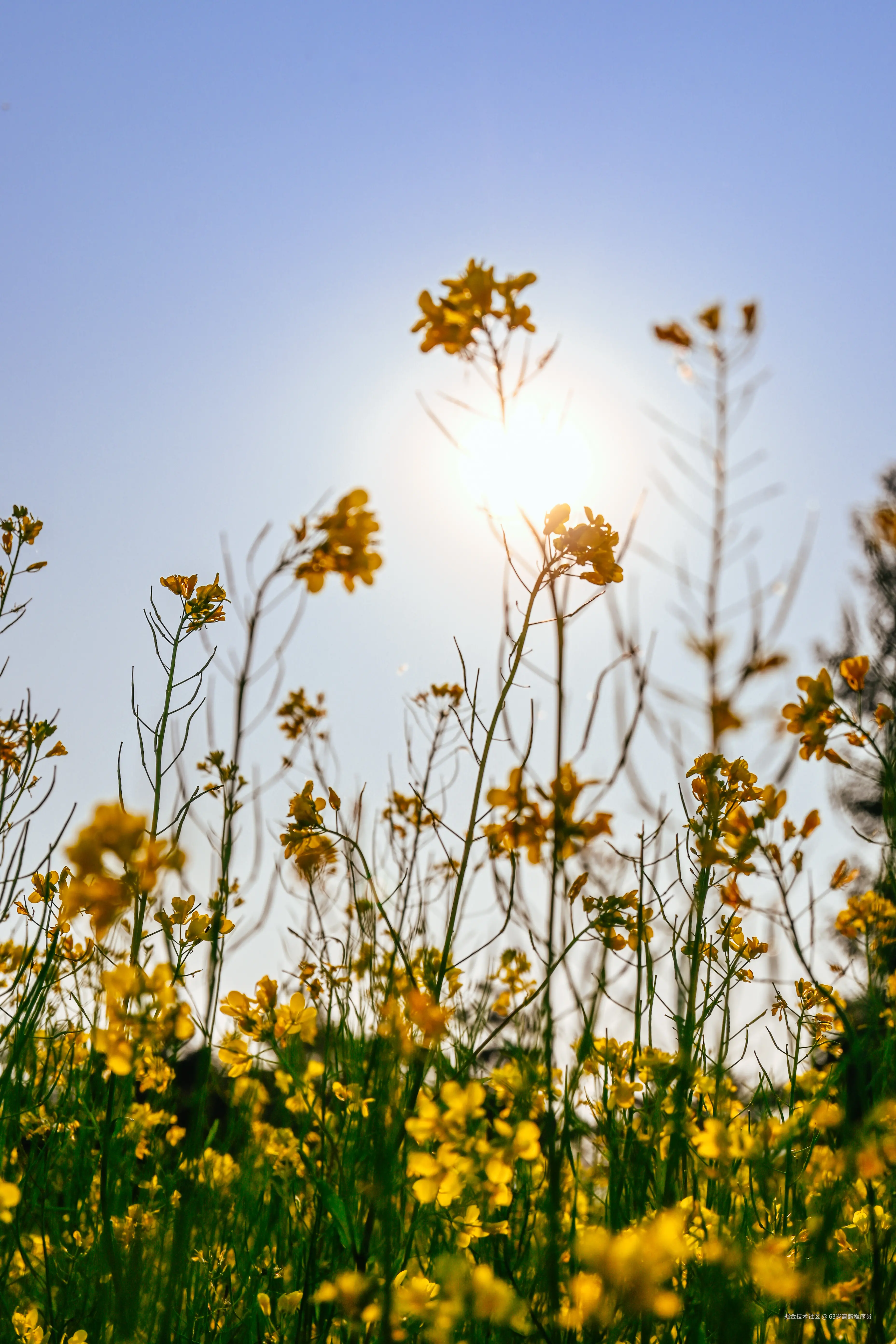 63岁高龄程序员于2025-05-12 09:50发布的图片