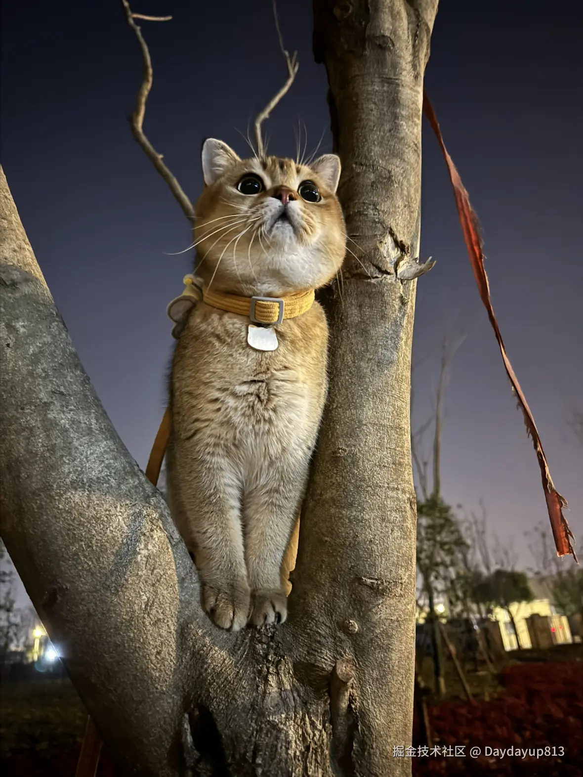 Daydayup813于2025-01-03 11:39发布的图片