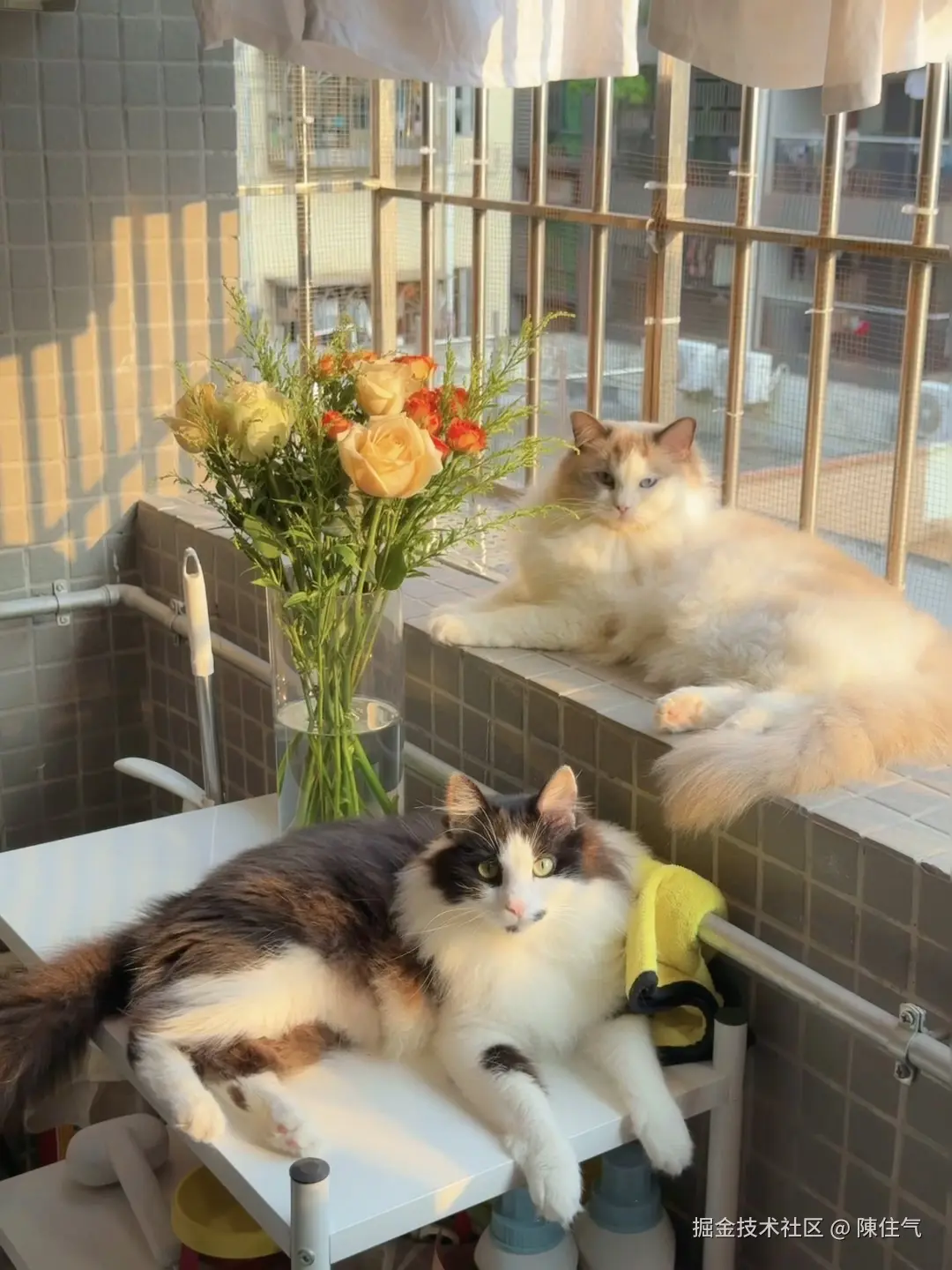 陳住气于2025-06-16 16:26发布的图片