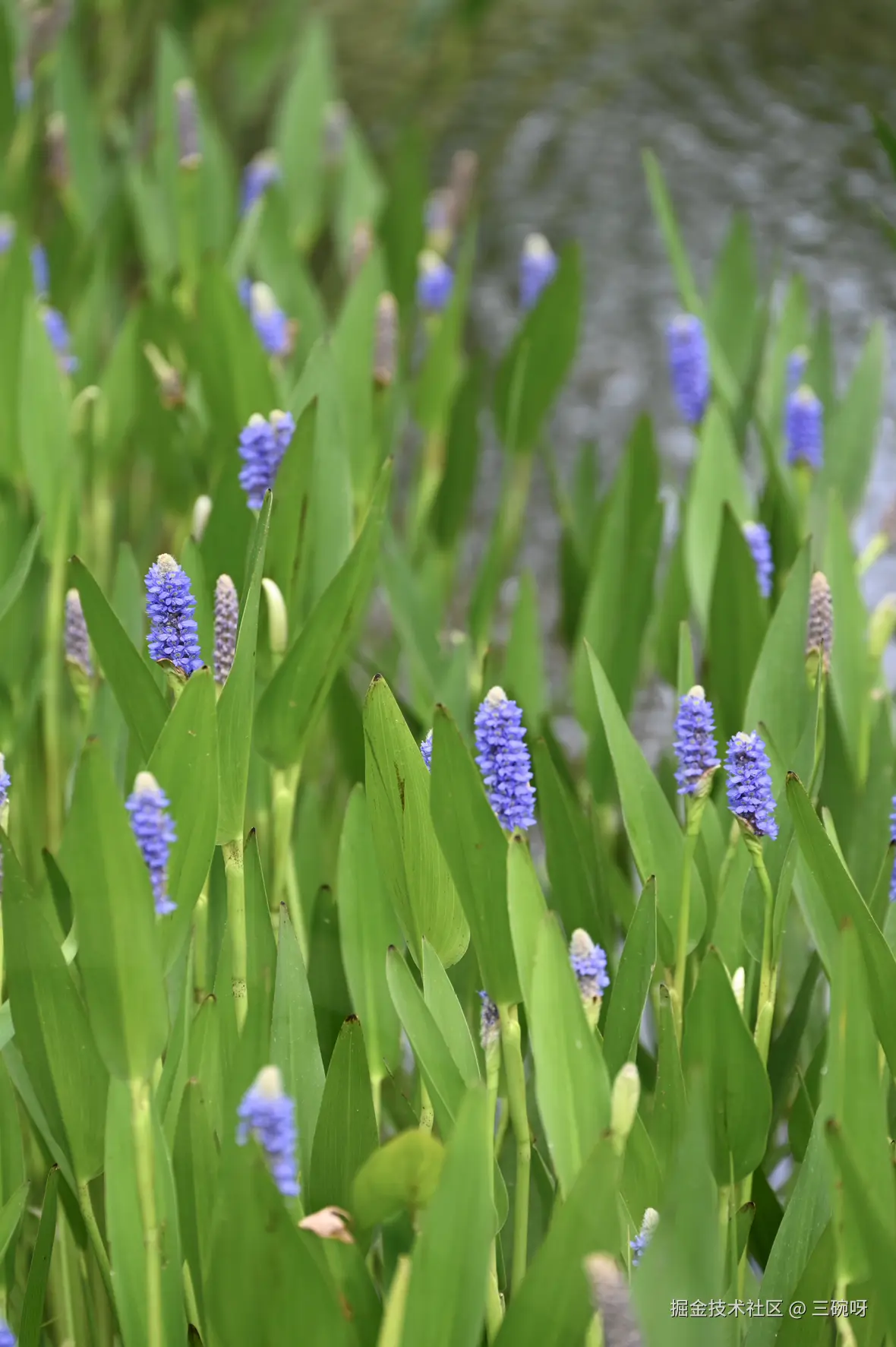 三碗呀于2025-05-26 10:33发布的图片