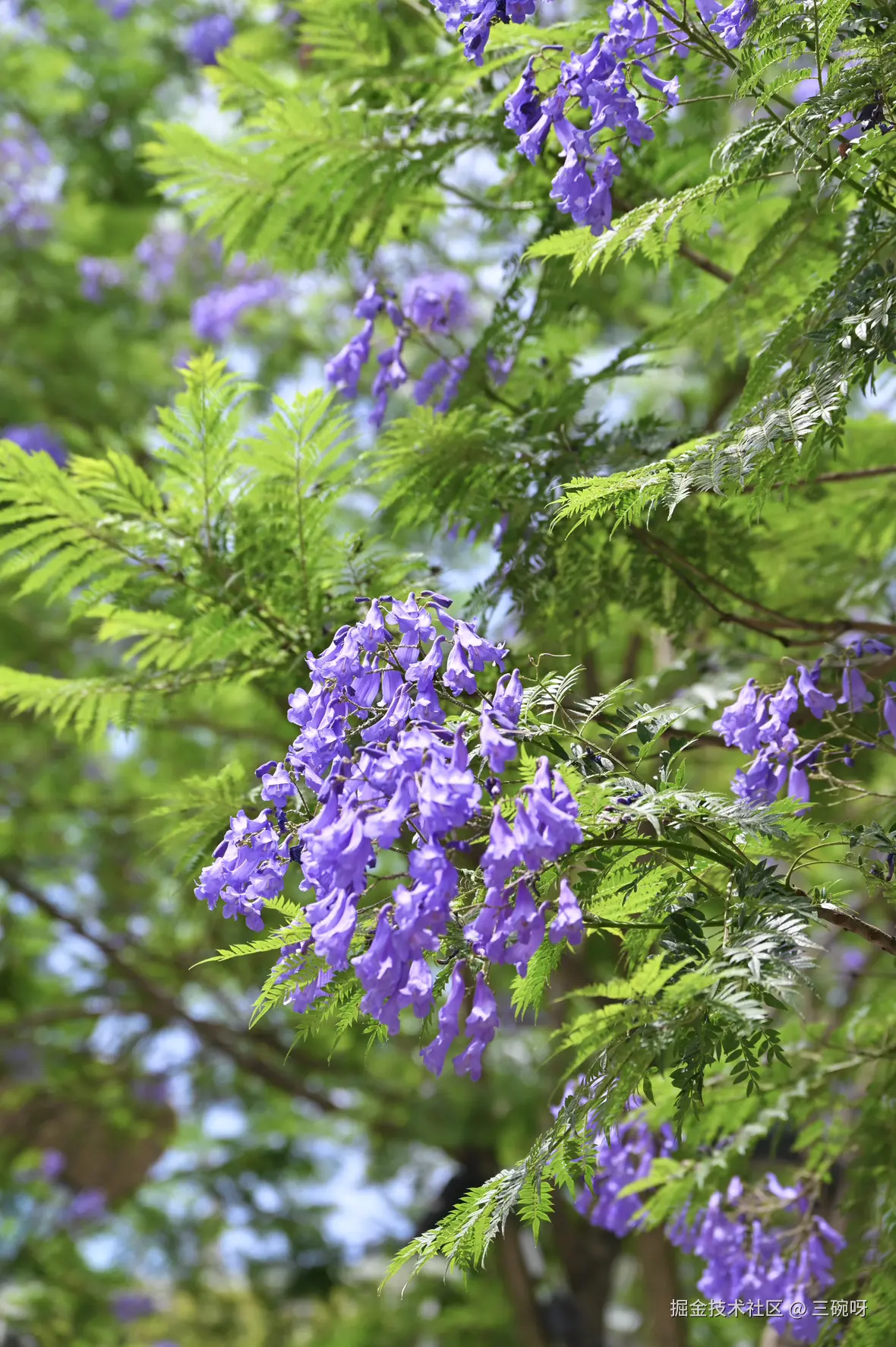 三碗呀于2025-05-26 10:33发布的图片