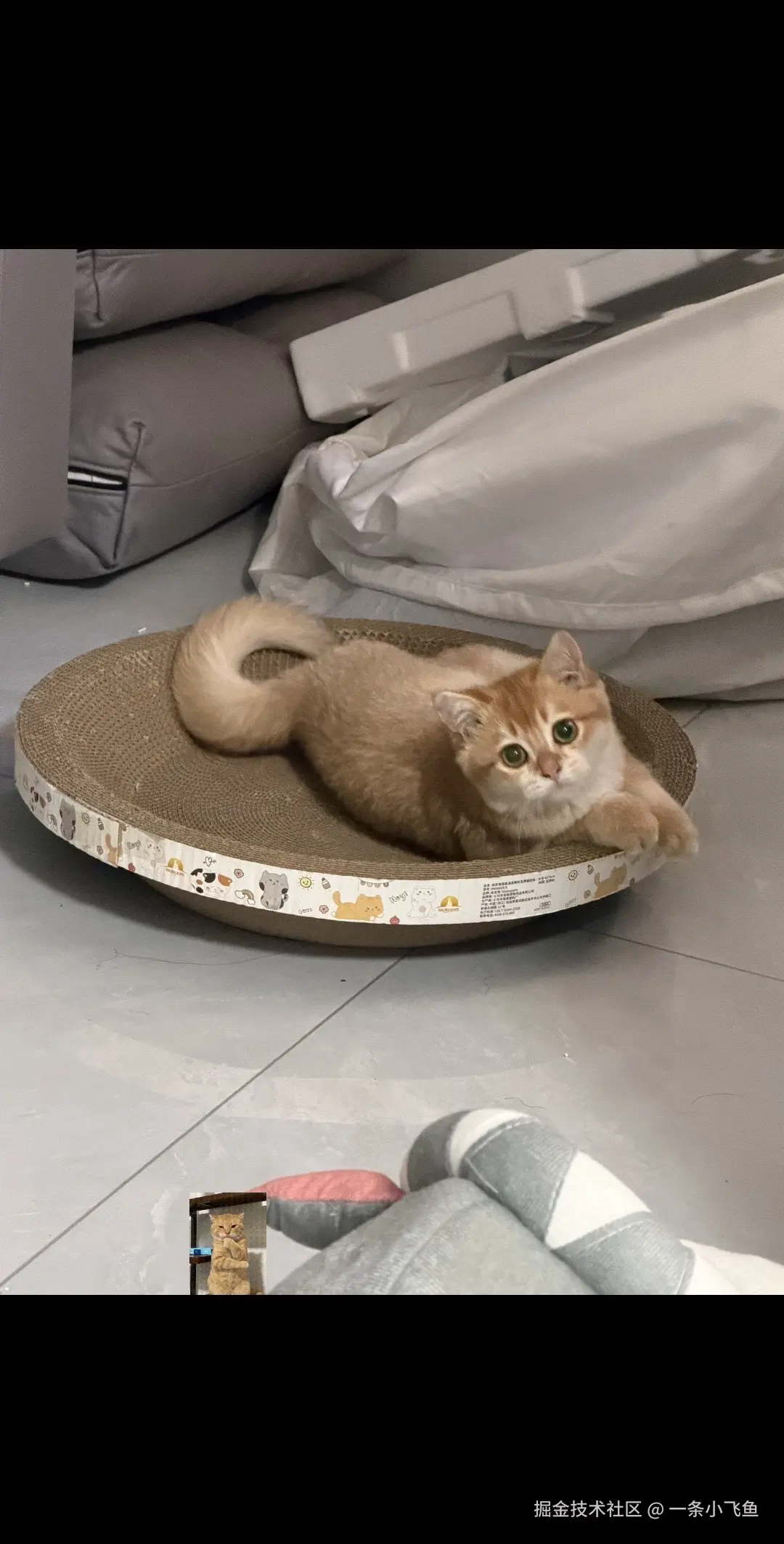 一条小飞鱼于2026-08-17 16:39发布的图片