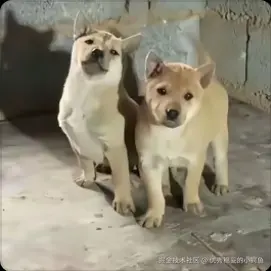 优秀稳妥的小鳄鱼于2025-04-24 10:45发布的图片