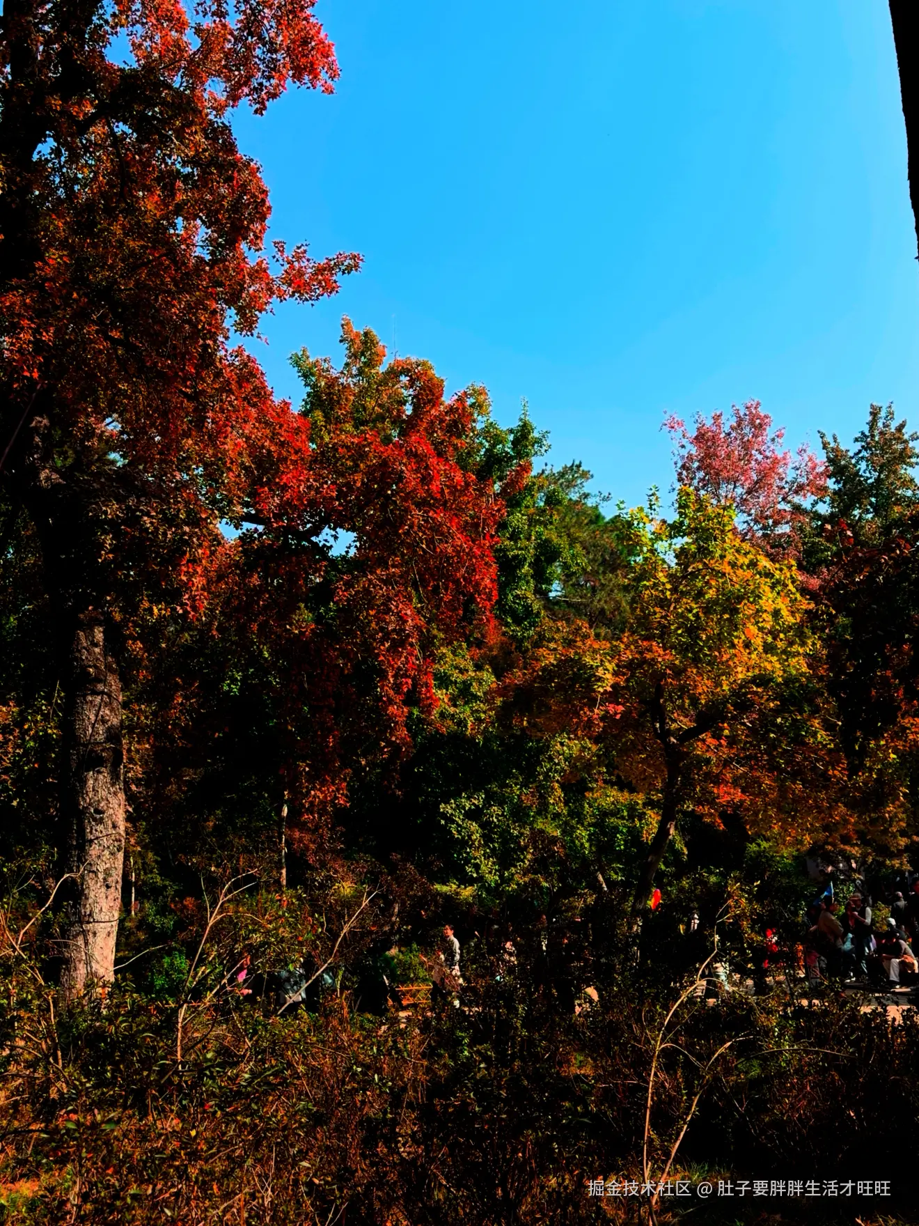 肚子要胖胖生活才旺旺于2025-11-16 00:20发布的图片