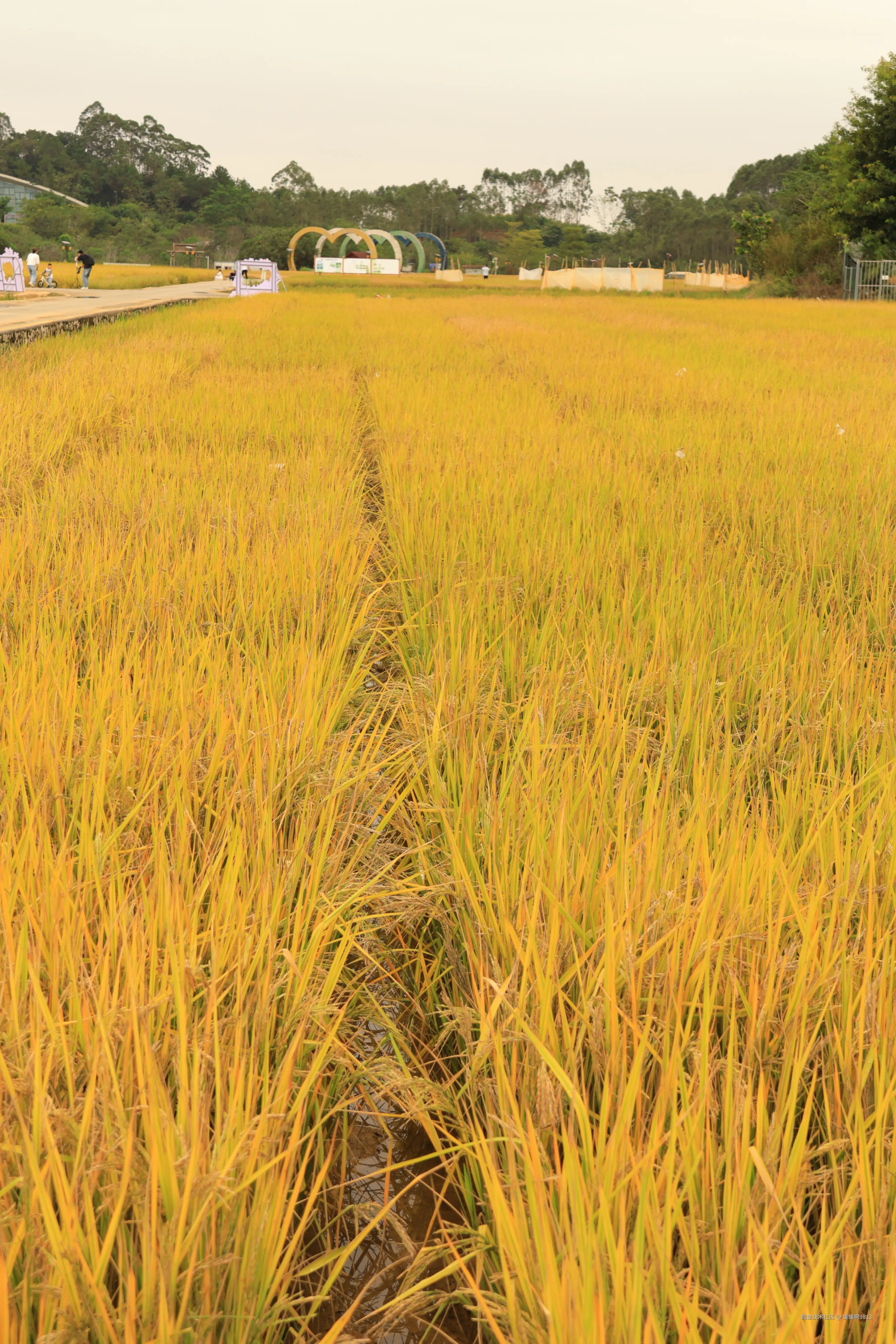 媛媛啊9813于2025-11-09 21:29发布的图片