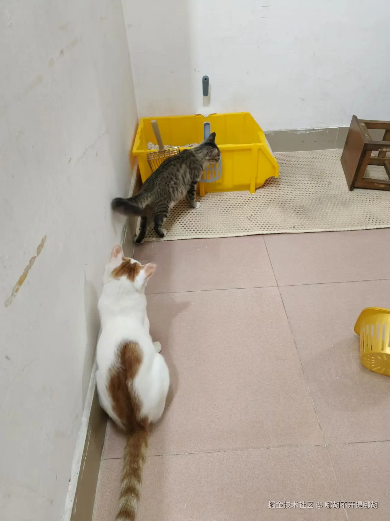 哪胡不开提哪胡于2024-11-11 11:04发布的图片