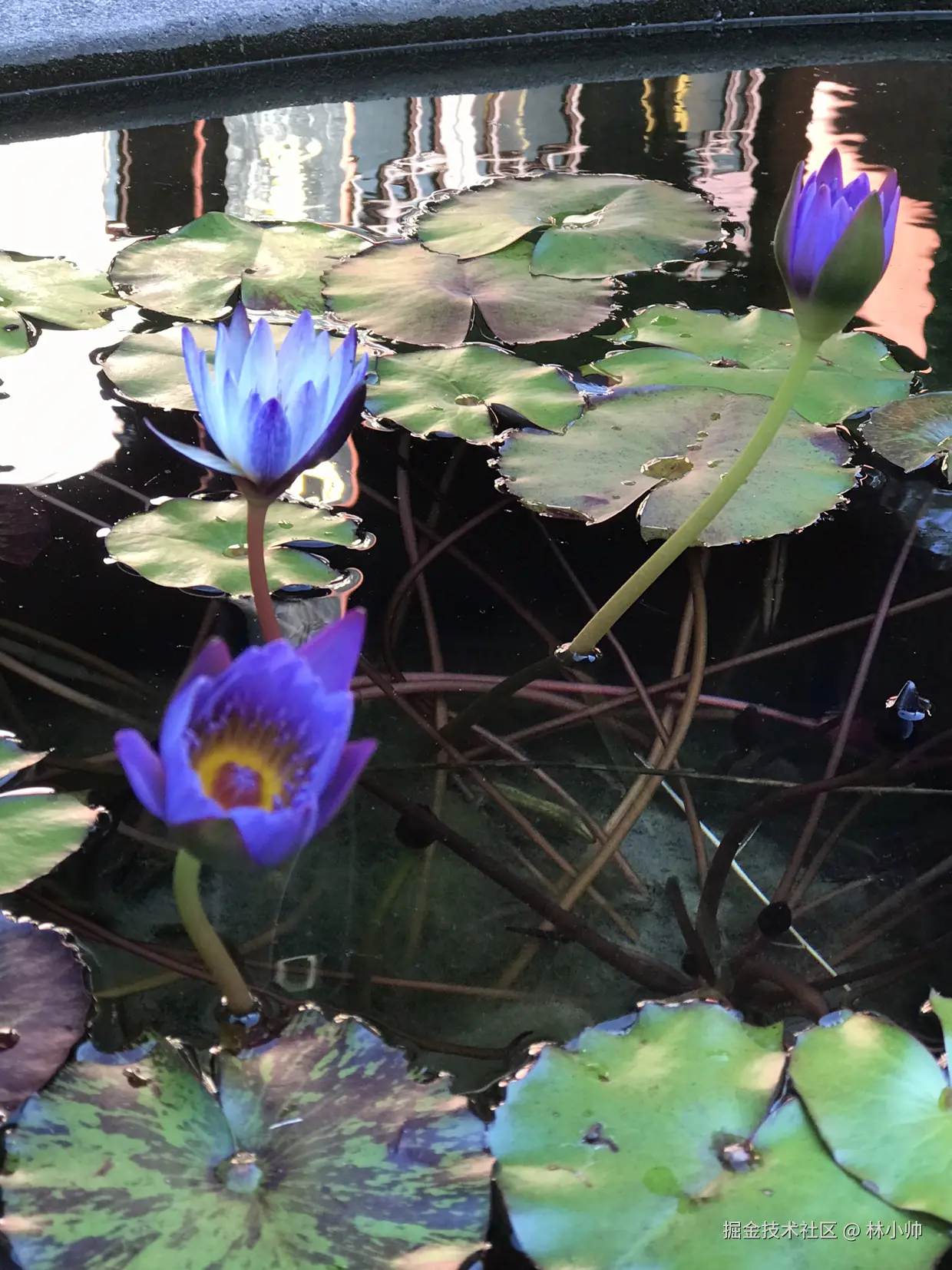 林小帅于2024-10-28 15:38发布的图片