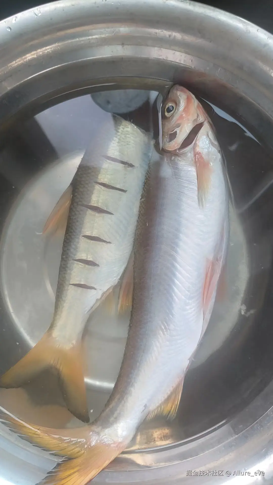 Allure_eve于2024-09-09 11:21发布的图片