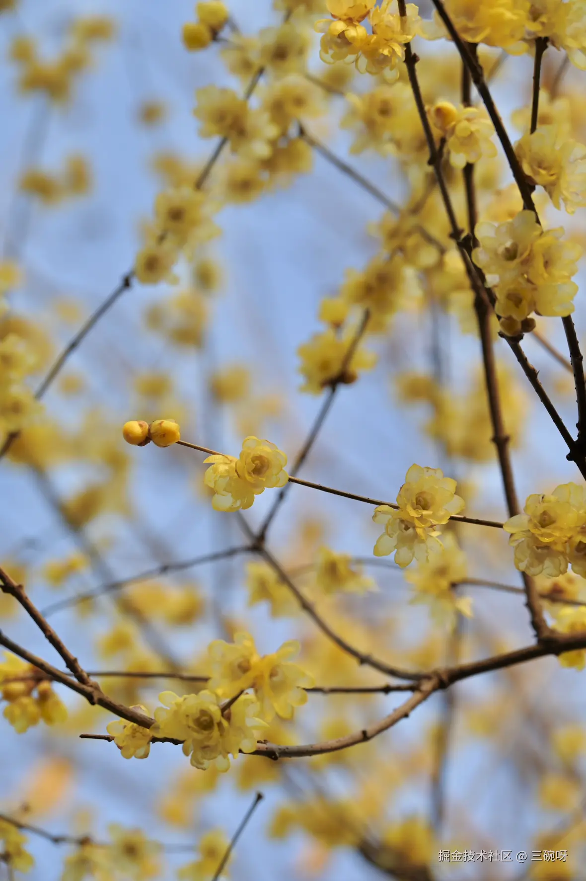 三碗呀于2025-01-20 10:20发布的图片