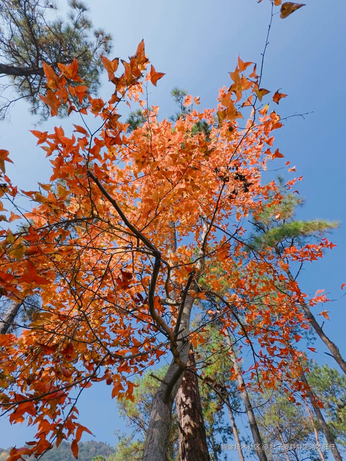 肚子要胖胖生活才旺旺于2025-11-16 00:20发布的图片