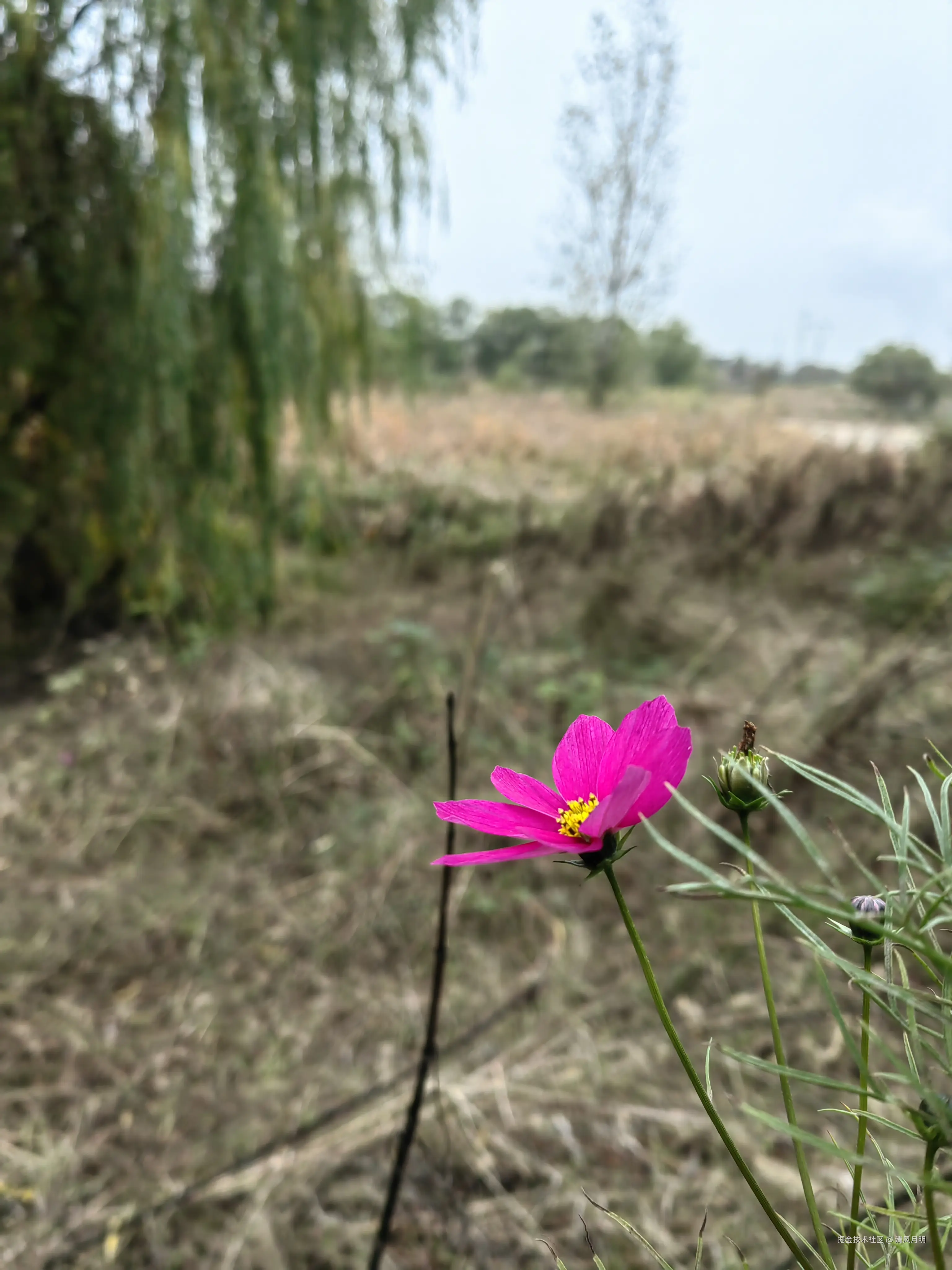 清风月明于2024-11-20 07:58发布的图片