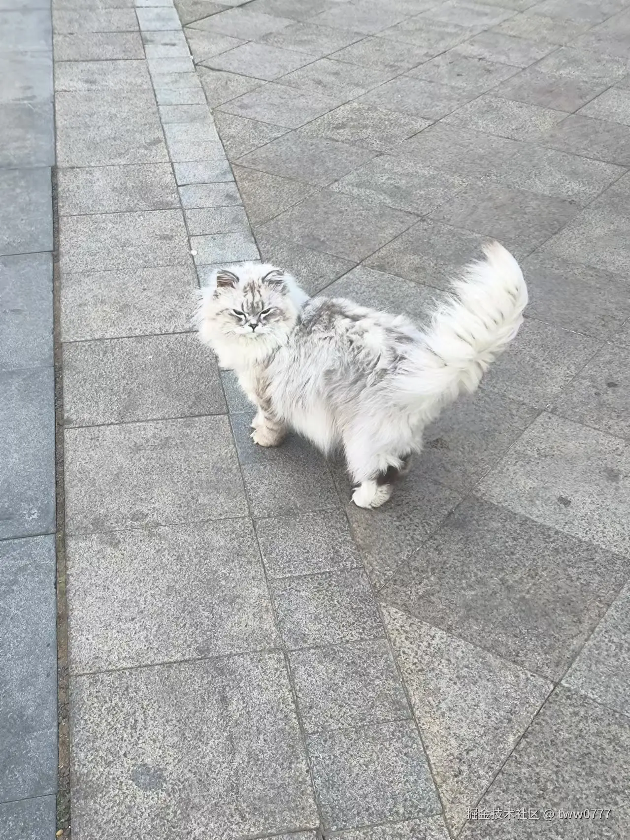 tww0777于2025-01-06 11:29发布的图片