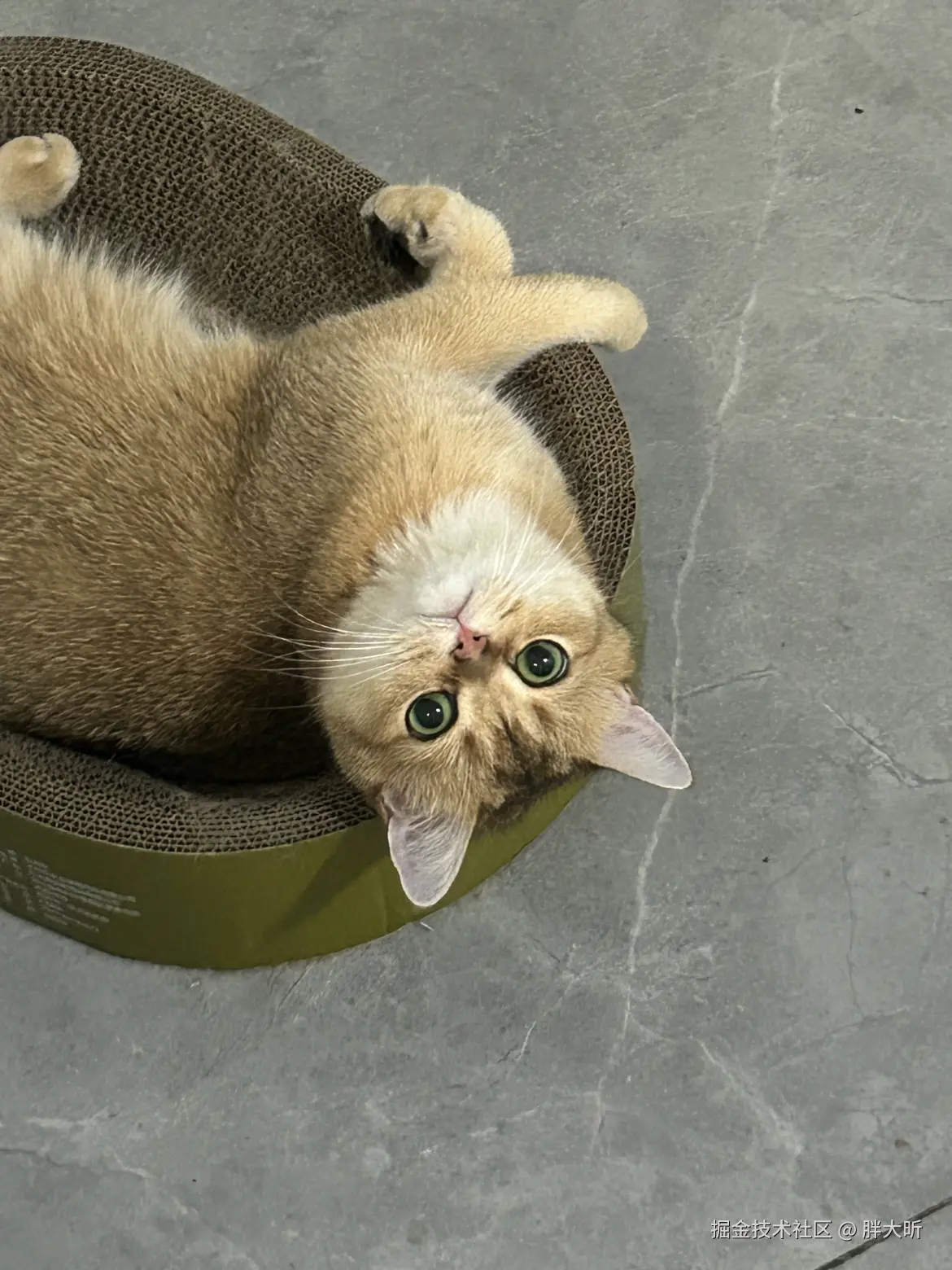 胖大昕于2025-06-11 10:44发布的图片