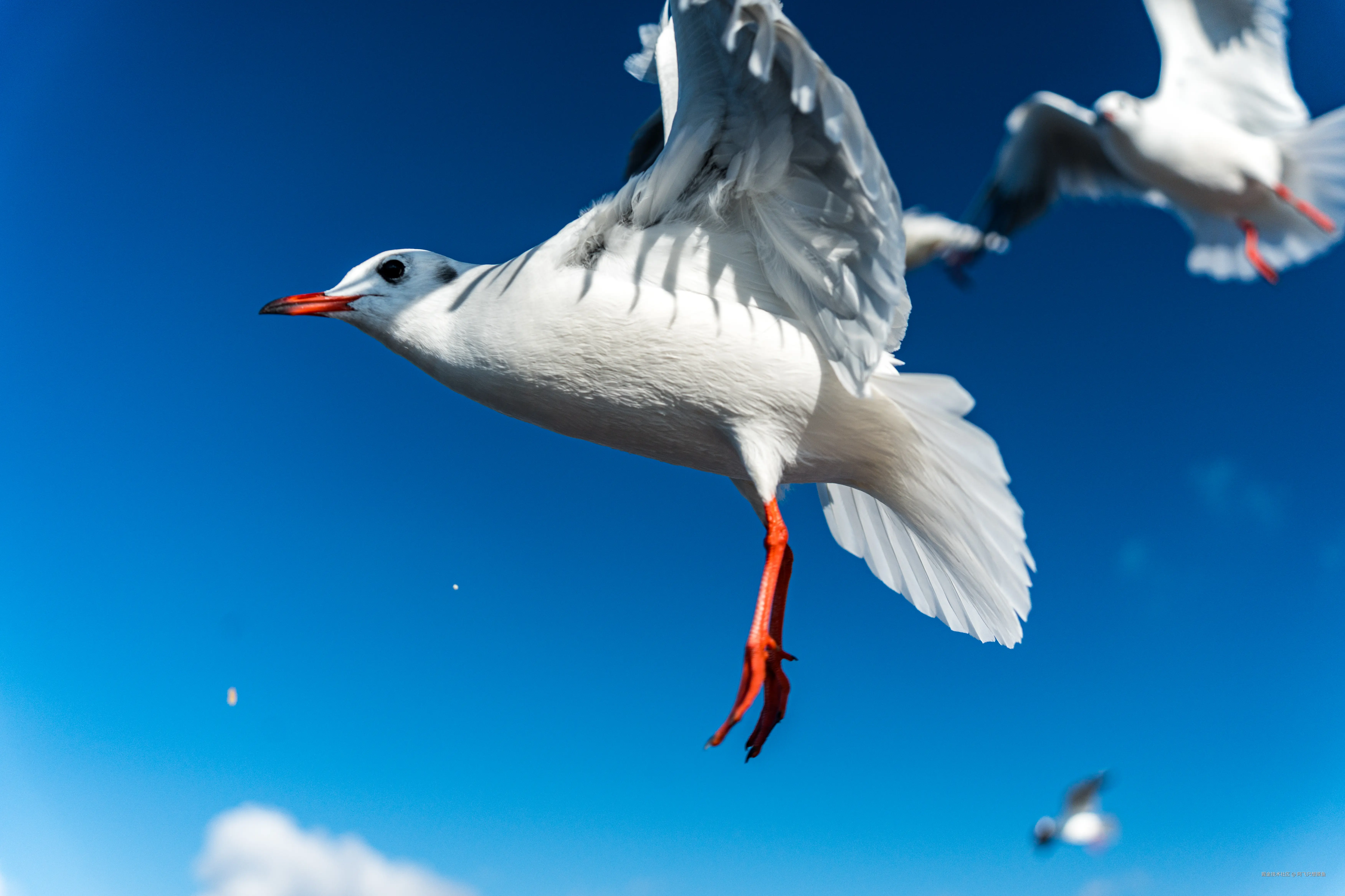 阿飞只想摸鱼于2026-02-11 14:37发布的图片