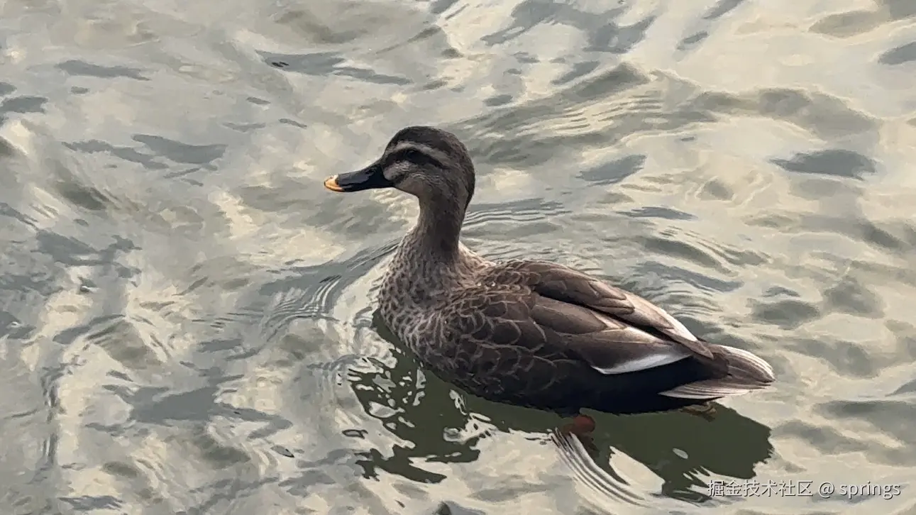 springs于2025-02-13 18:51发布的图片