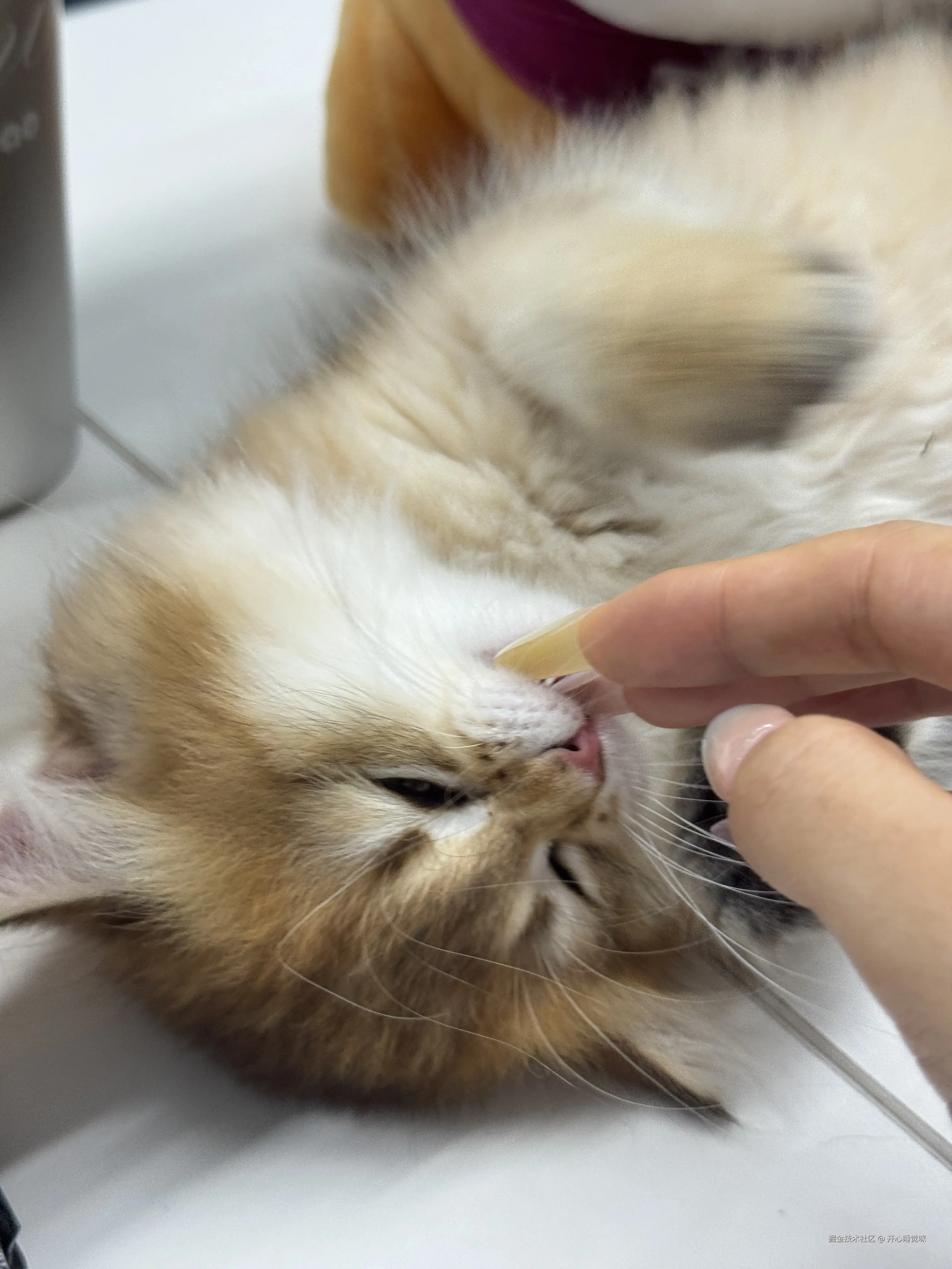 开心睡觉咪于2025-07-30 15:41发布的图片