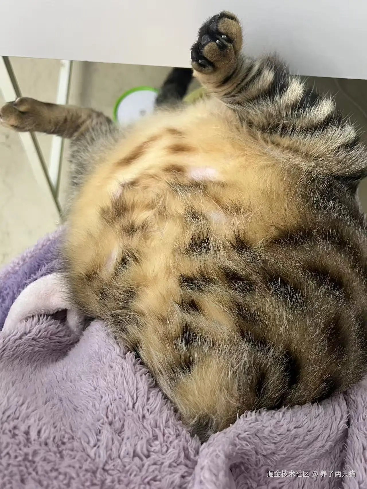 养了两只猫于2025-04-01 16:24发布的图片