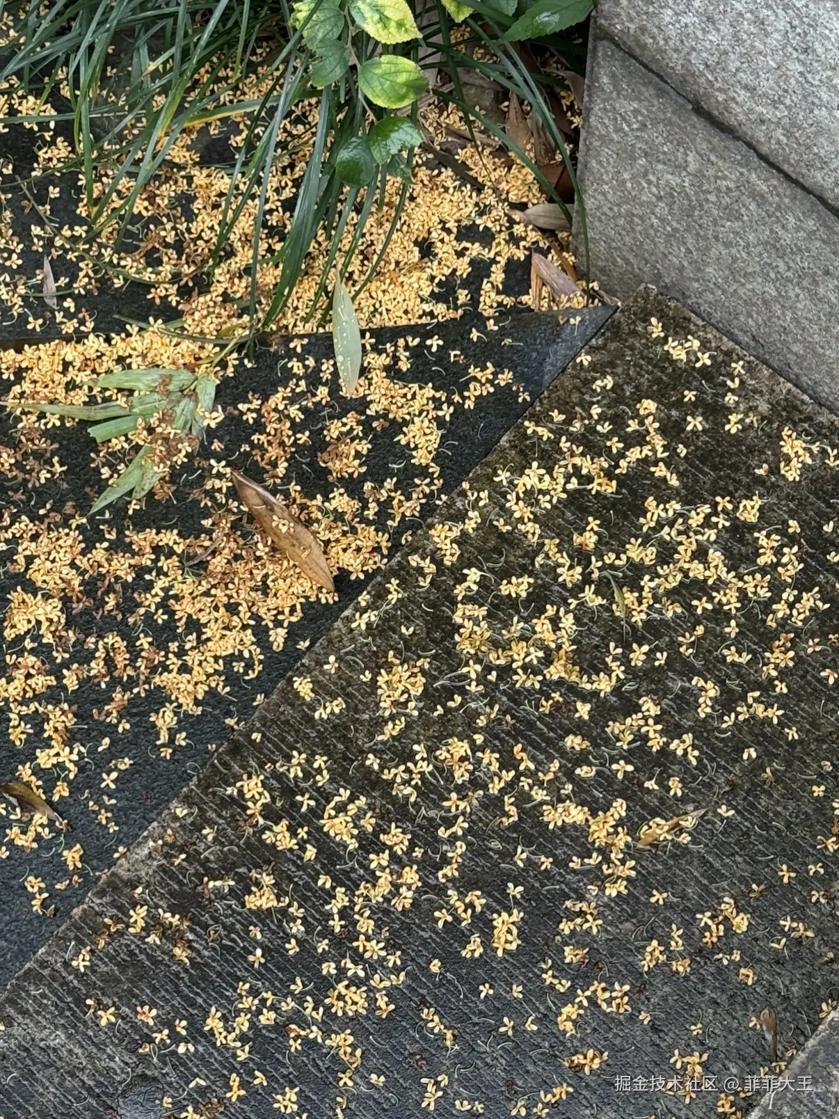 菲菲大王于2025-11-10 15:30发布的图片