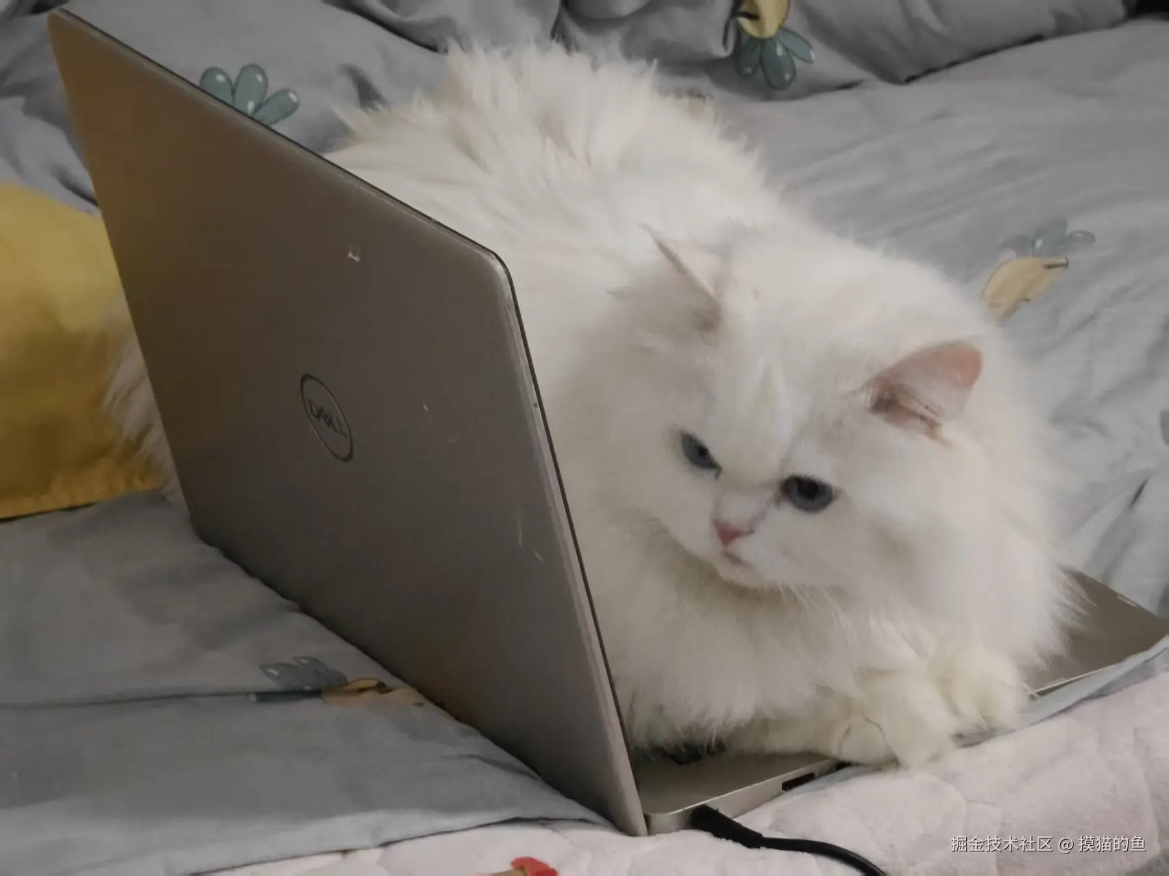 摸猫的鱼于2025-08-20 10:11发布的图片