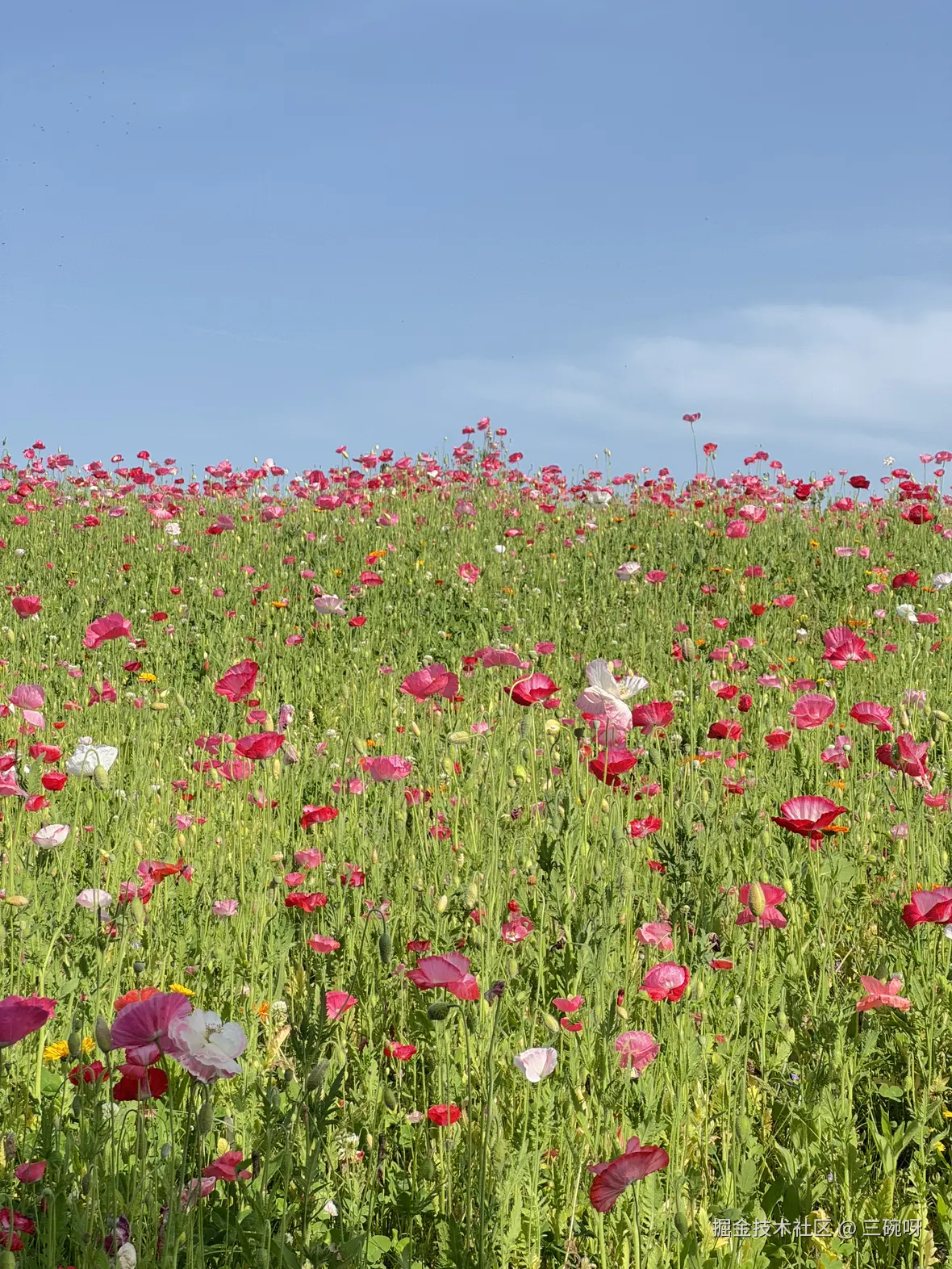 三碗呀于2025-05-08 07:17发布的图片
