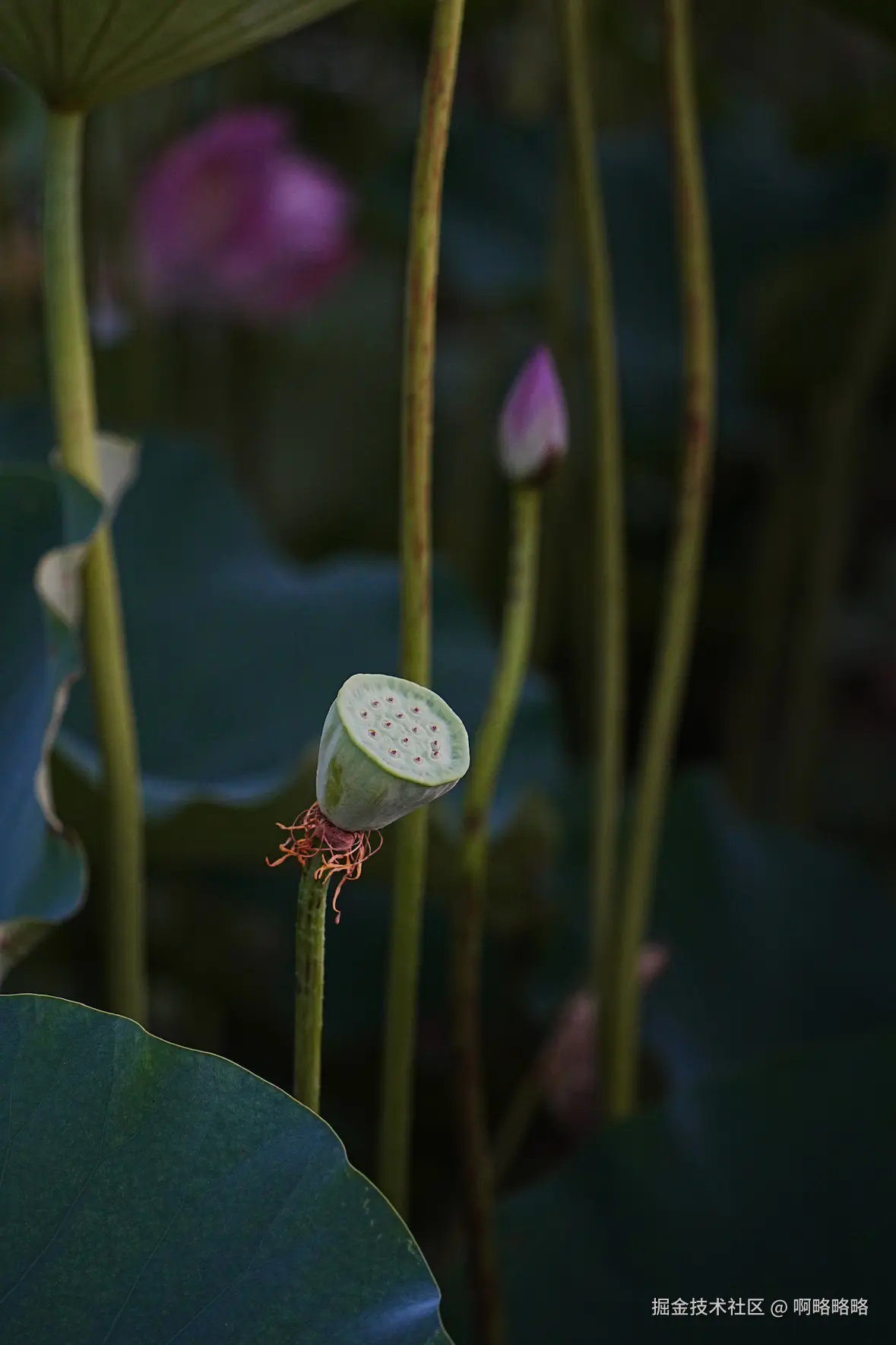 啊略略略于2025-07-07 16:37发布的图片