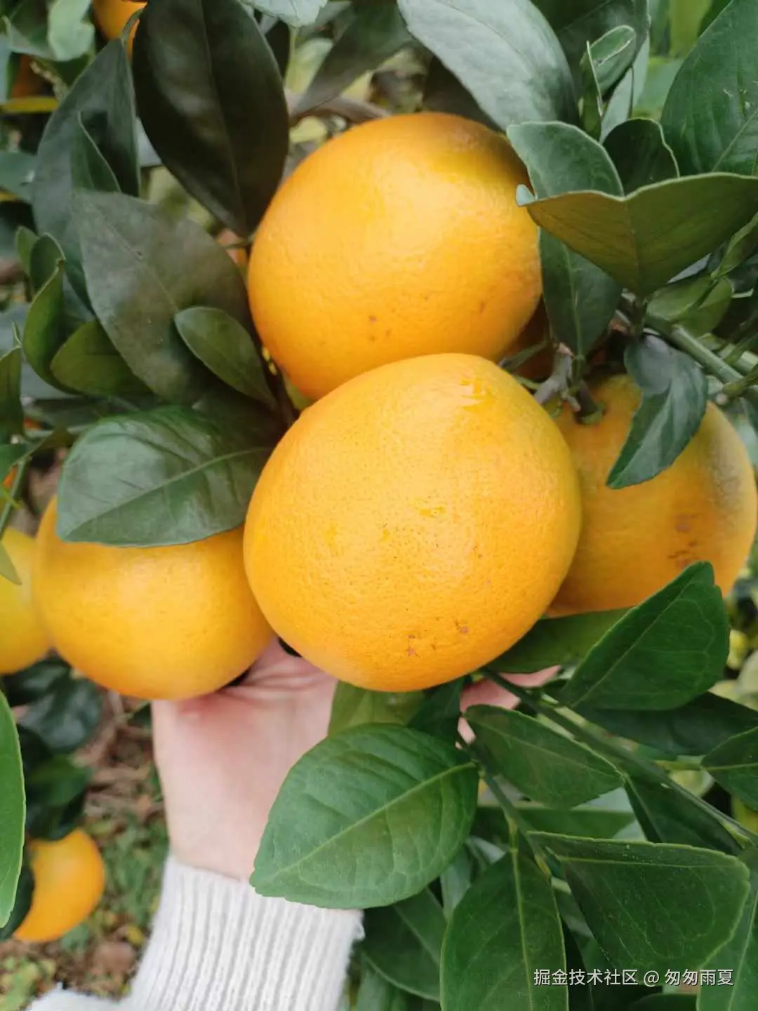 匆匆雨夏于2024-11-23 08:55发布的图片