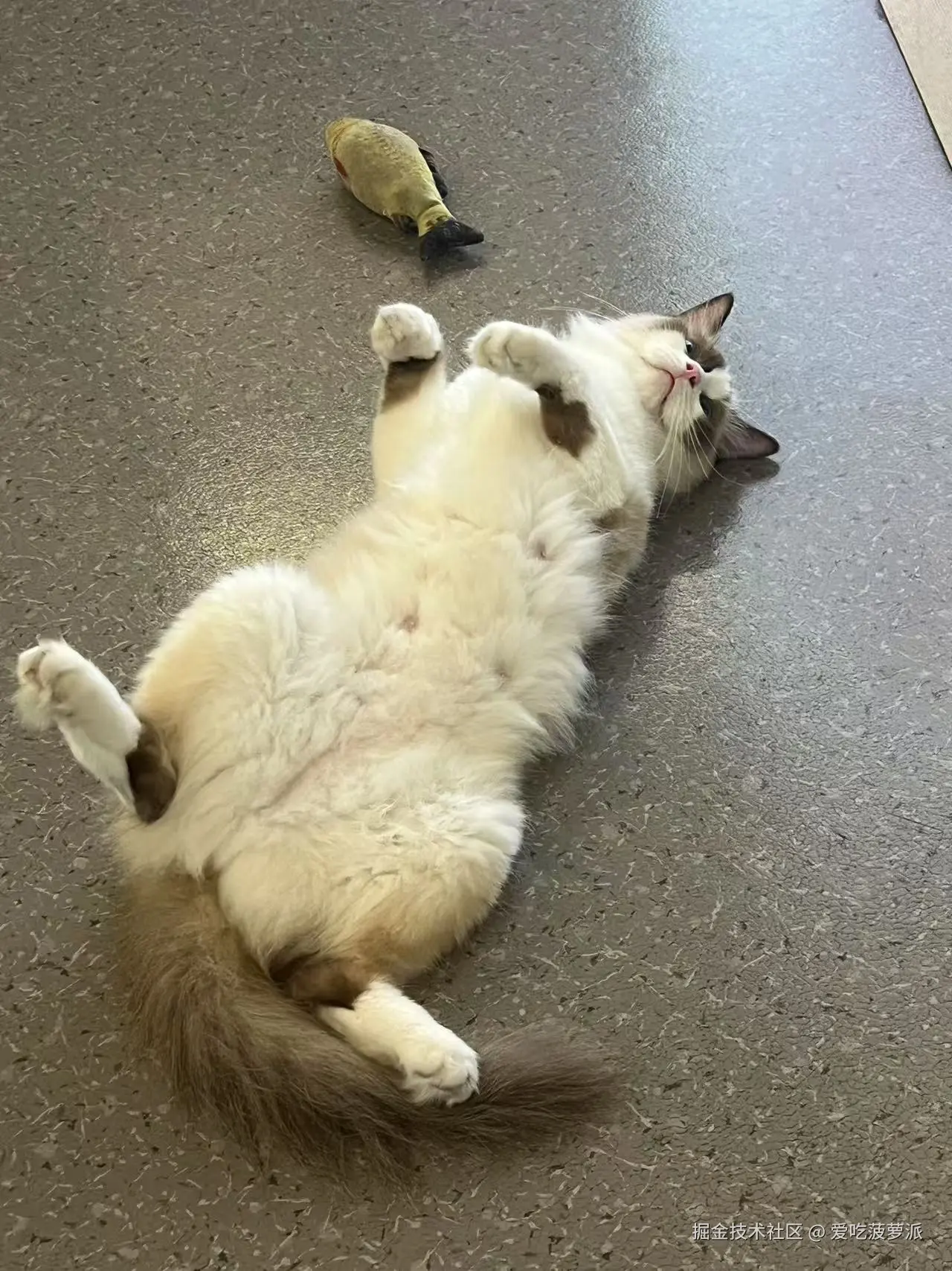 爱吃菠萝派于2025-06-30 11:11发布的图片