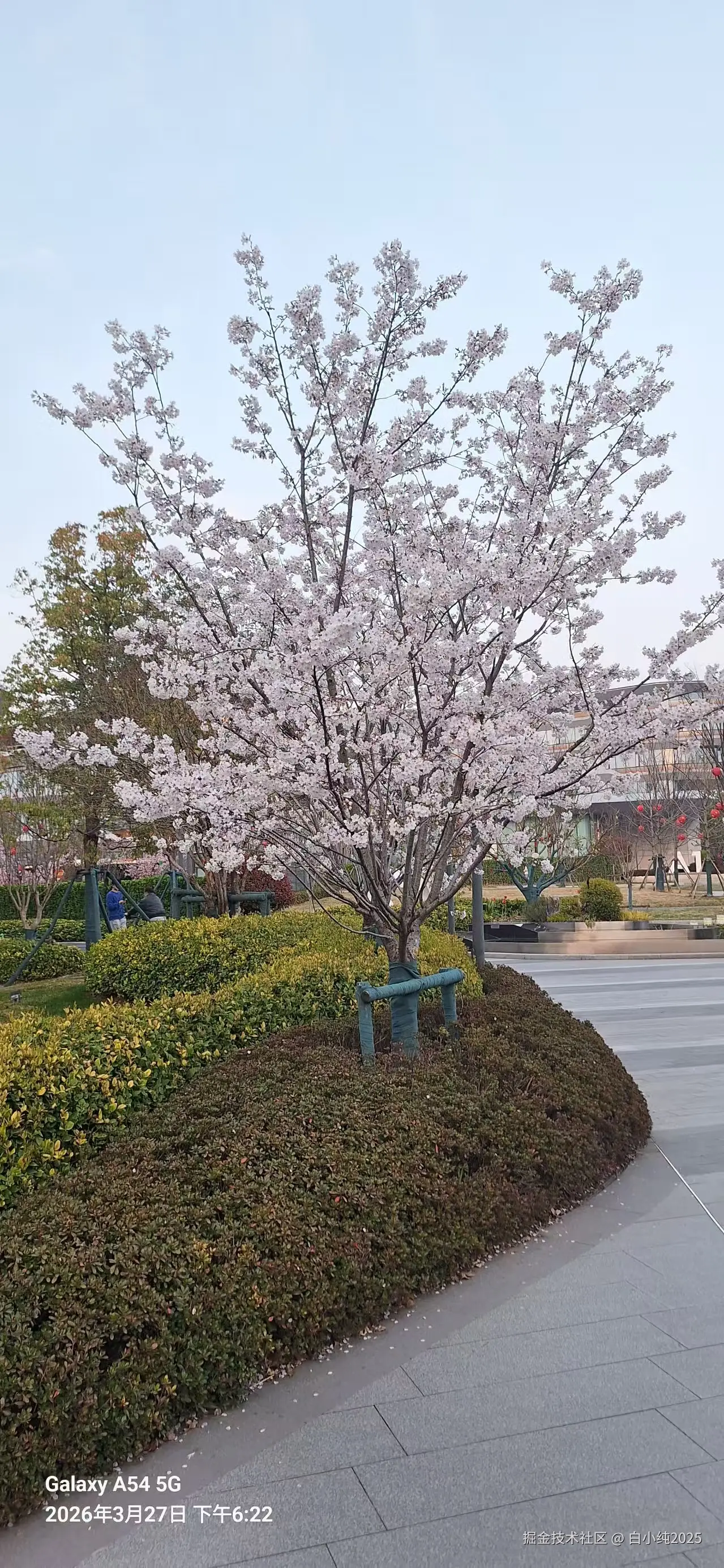 白小纯2025于2026-03-30 14:53发布的图片