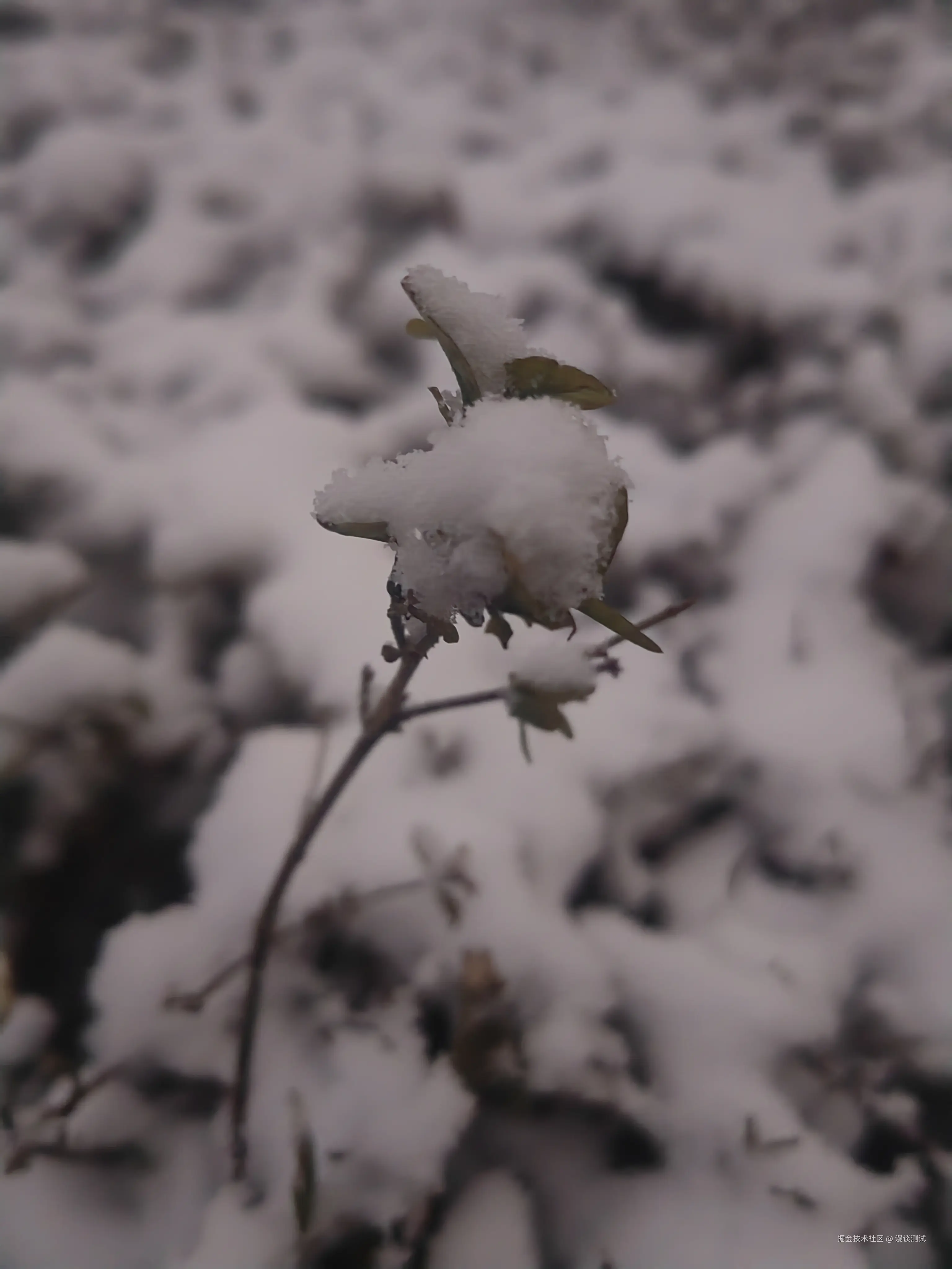 漫谈测试于2026-01-01 08:31发布的图片