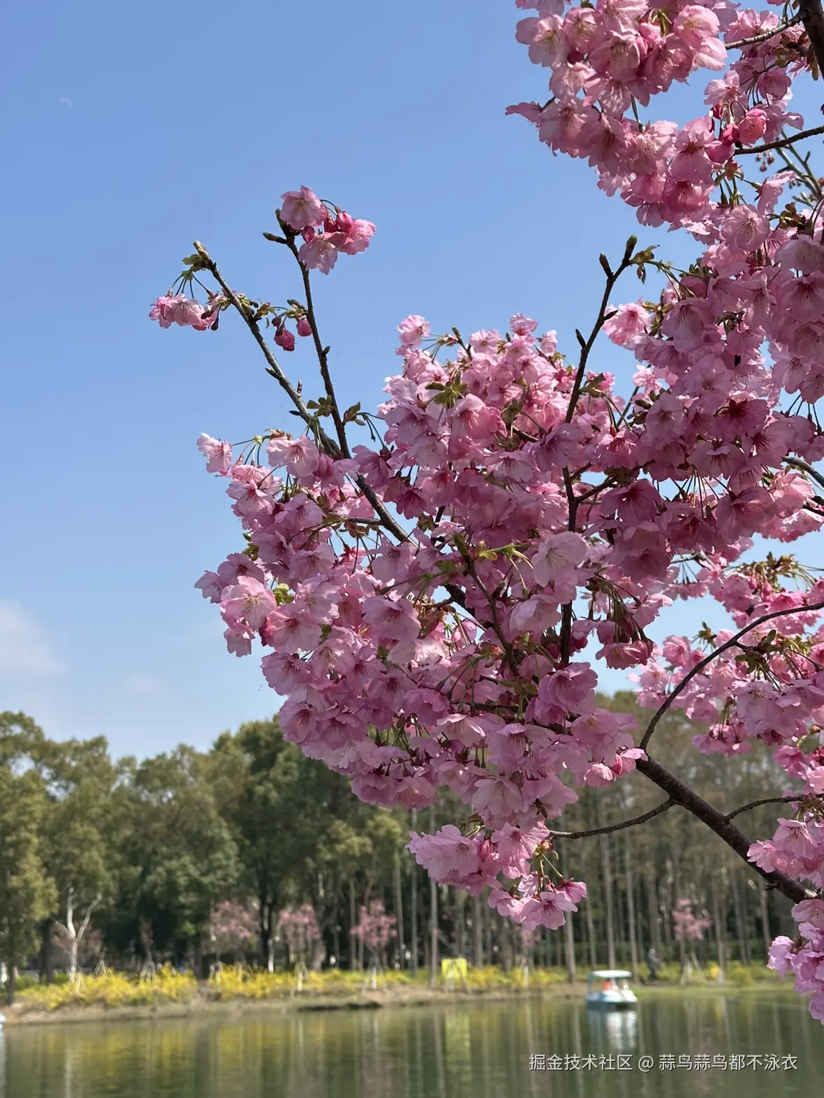 蒜鸟蒜鸟都不泳衣于2026-03-28 09:01发布的图片