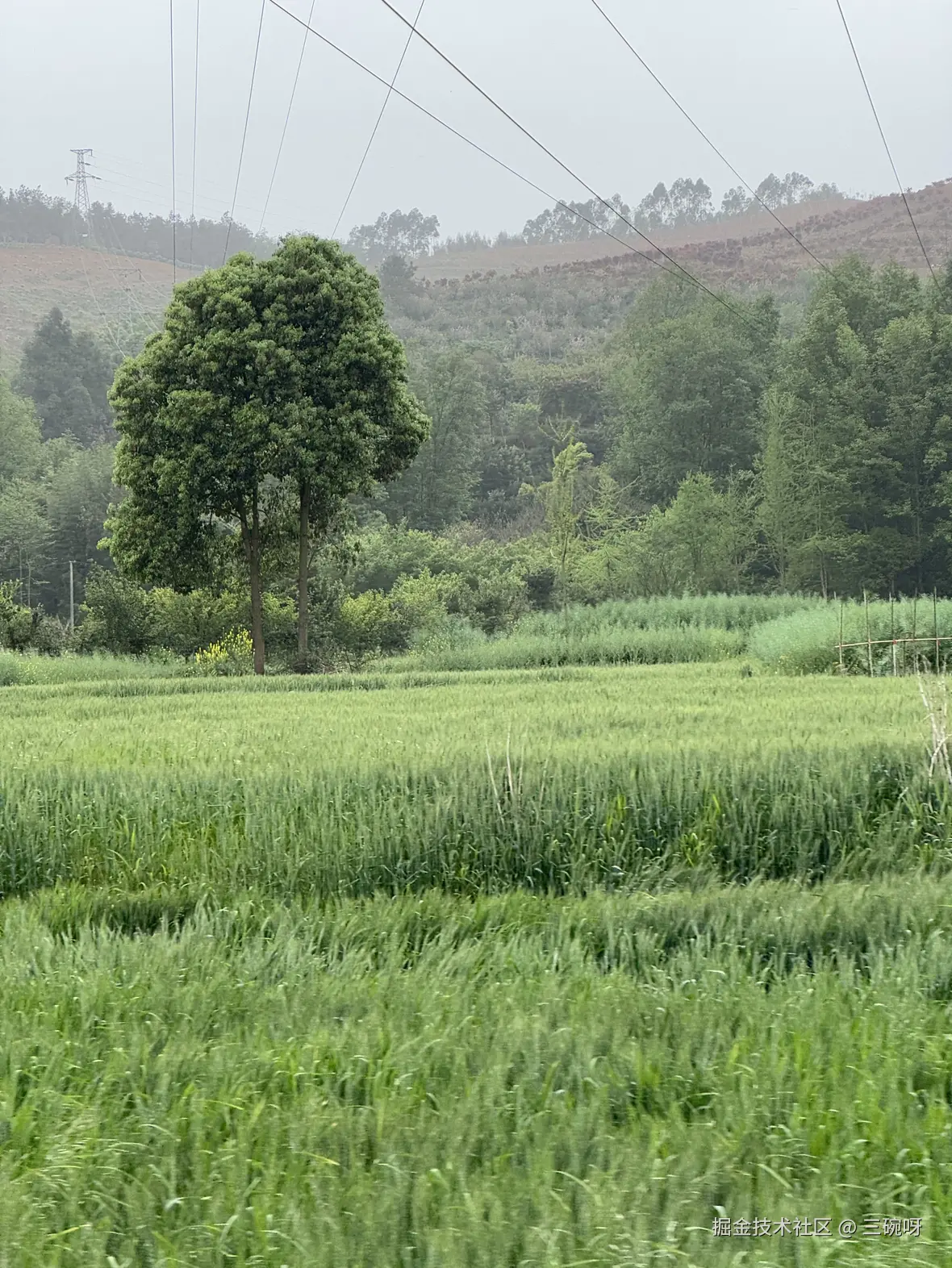 三碗呀于2025-04-16 10:09发布的图片