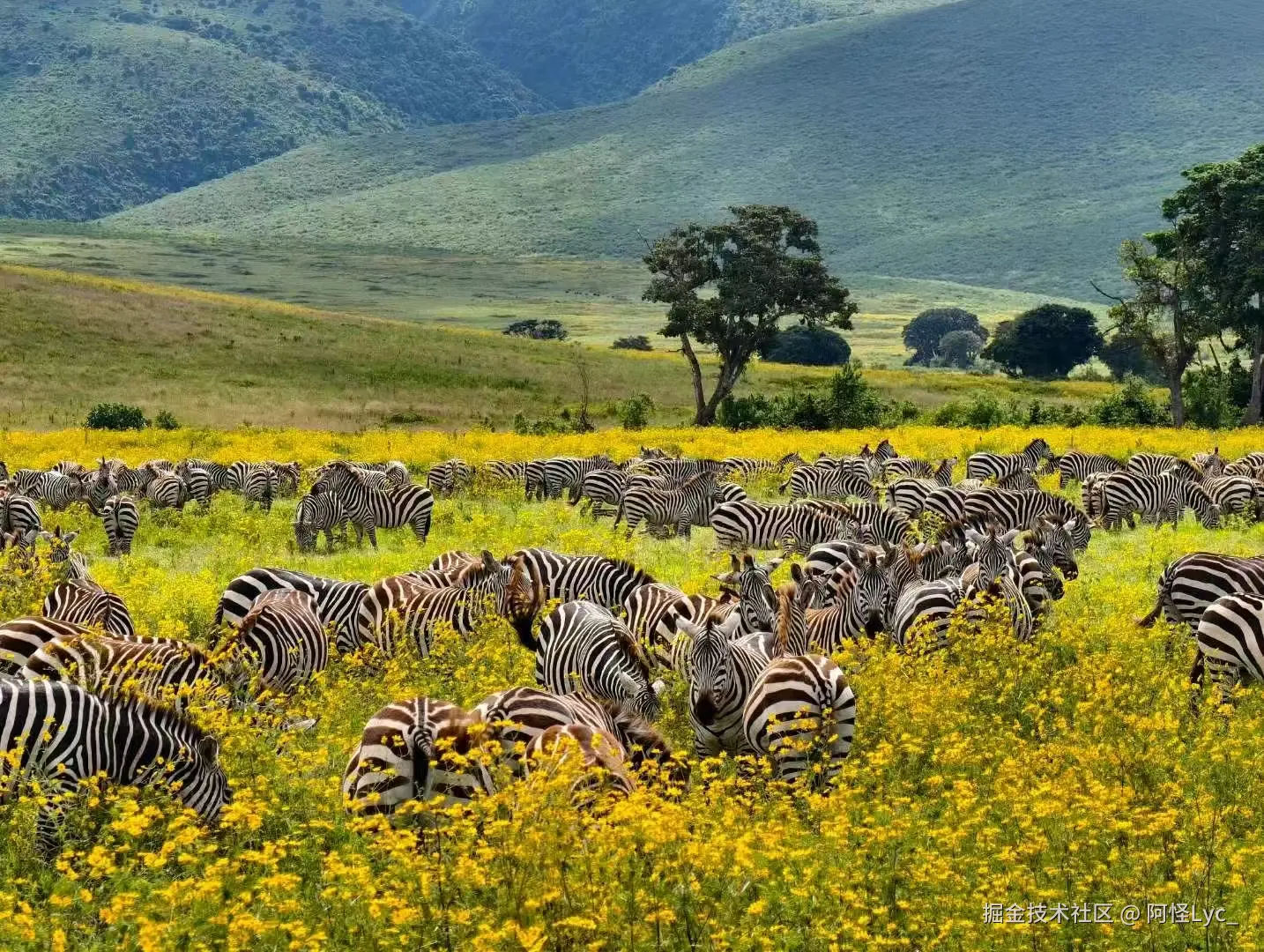 阿怪Lyc_于2025-05-20 09:45发布的图片