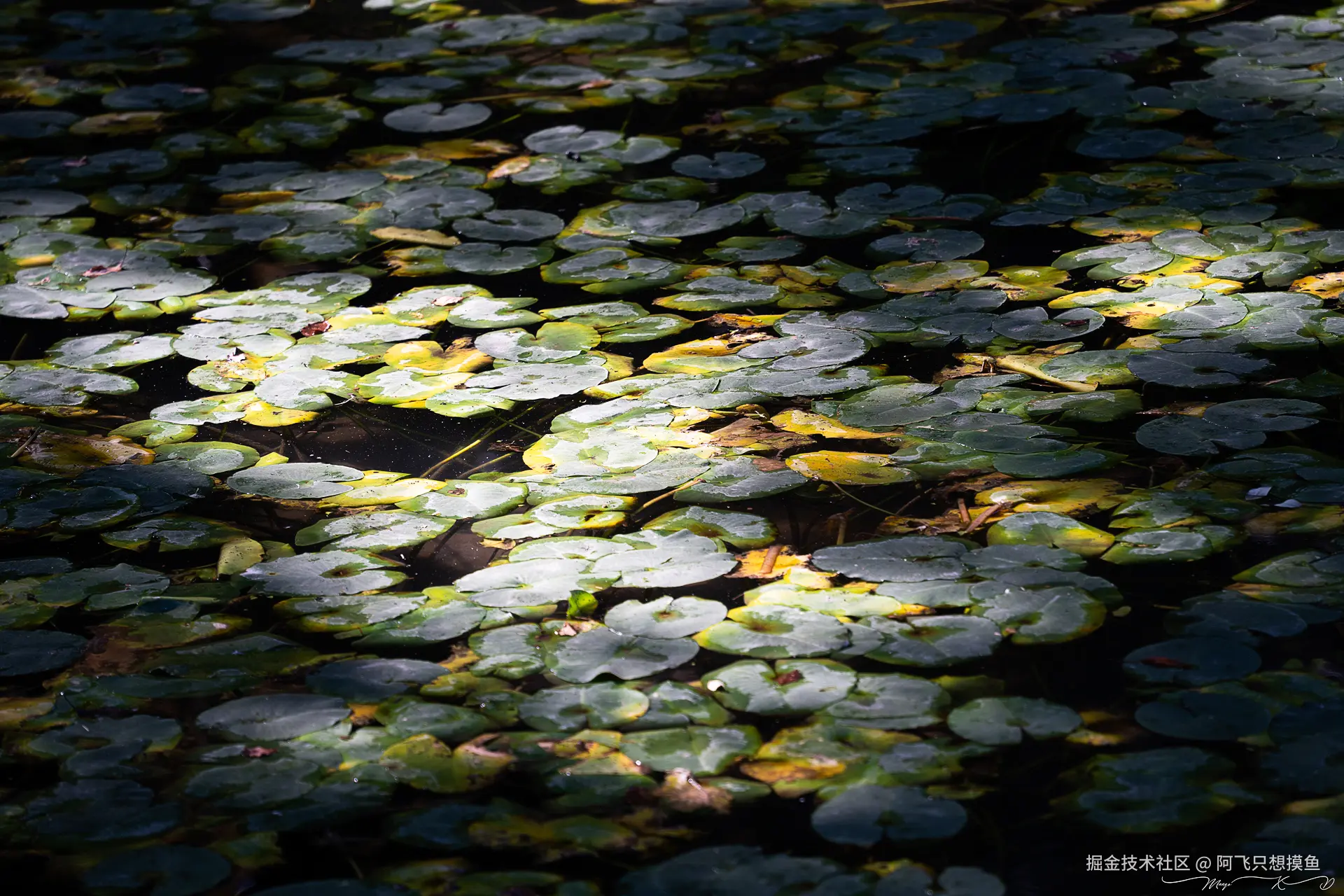 阿飞只想摸鱼于2024-12-19 14:47发布的图片