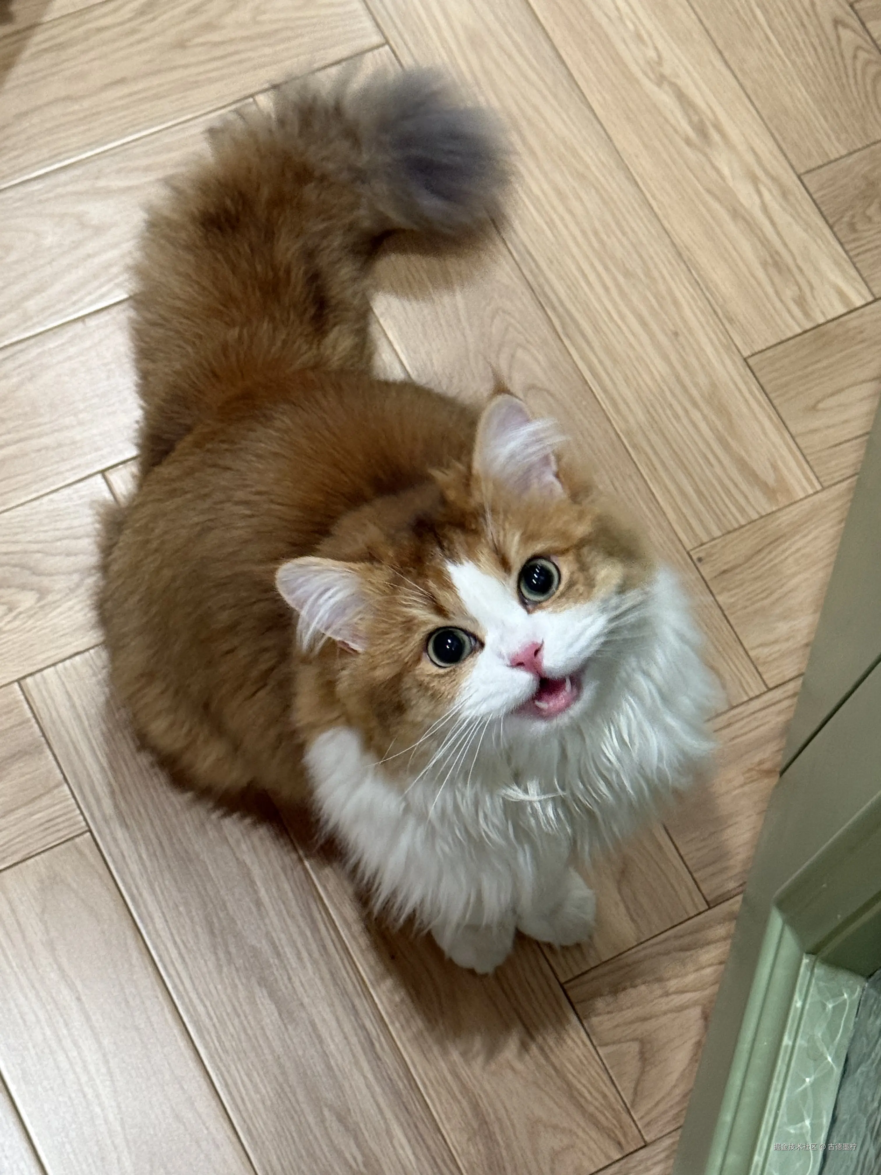 古德墨柠于2025-05-09 14:13发布的图片