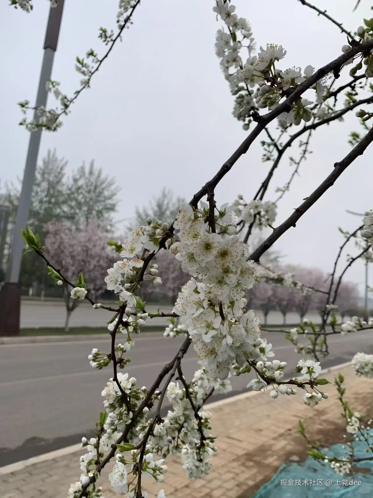 上党dee于2026-04-02 08:57发布的图片