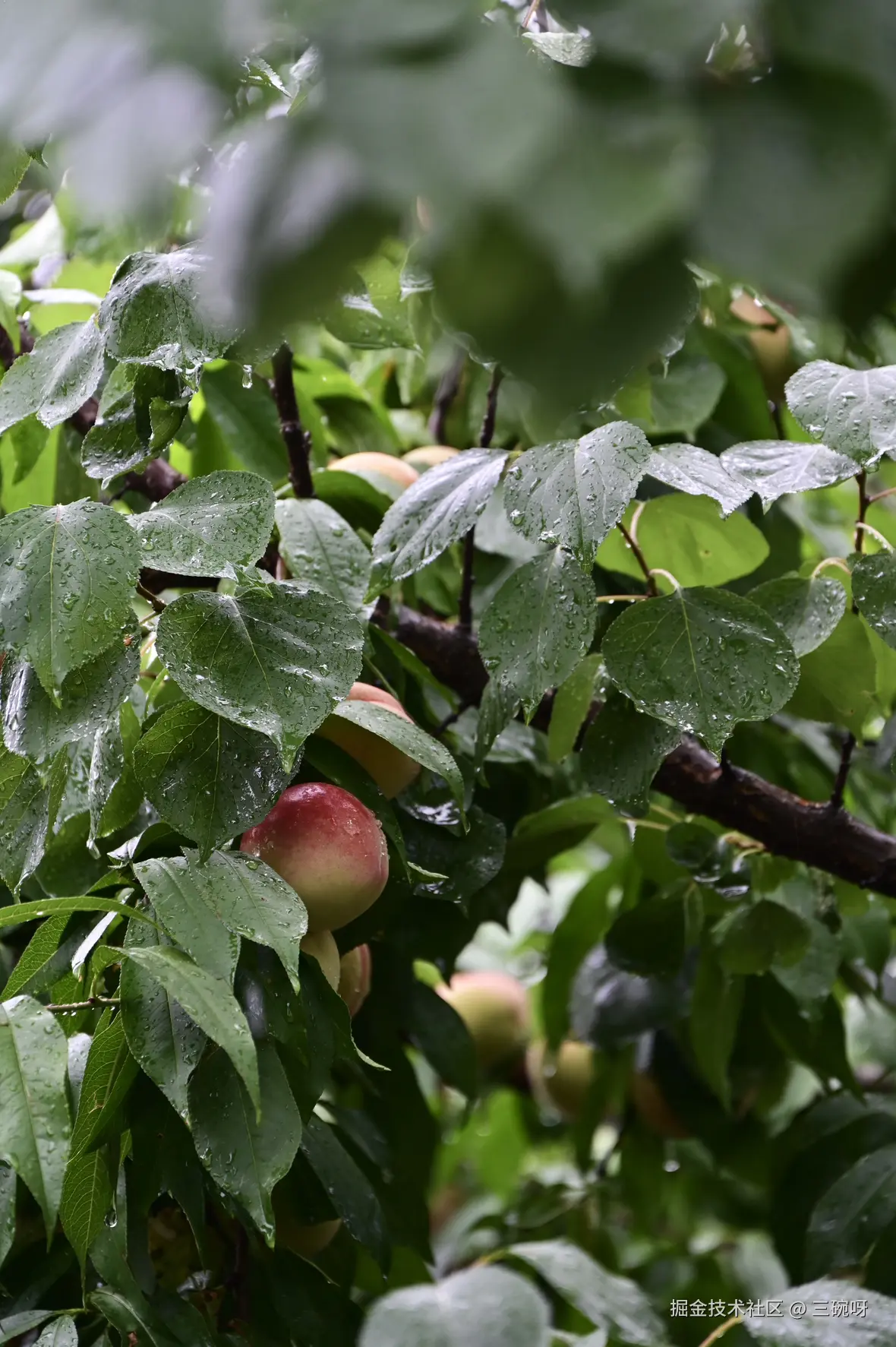 三碗呀于2025-07-02 10:00发布的图片