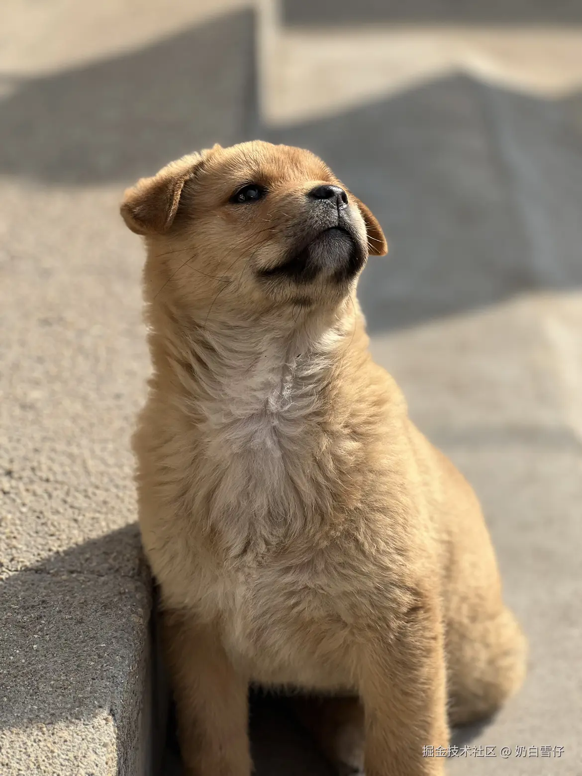 奶白雪仔于2024-07-31 10:12发布的图片