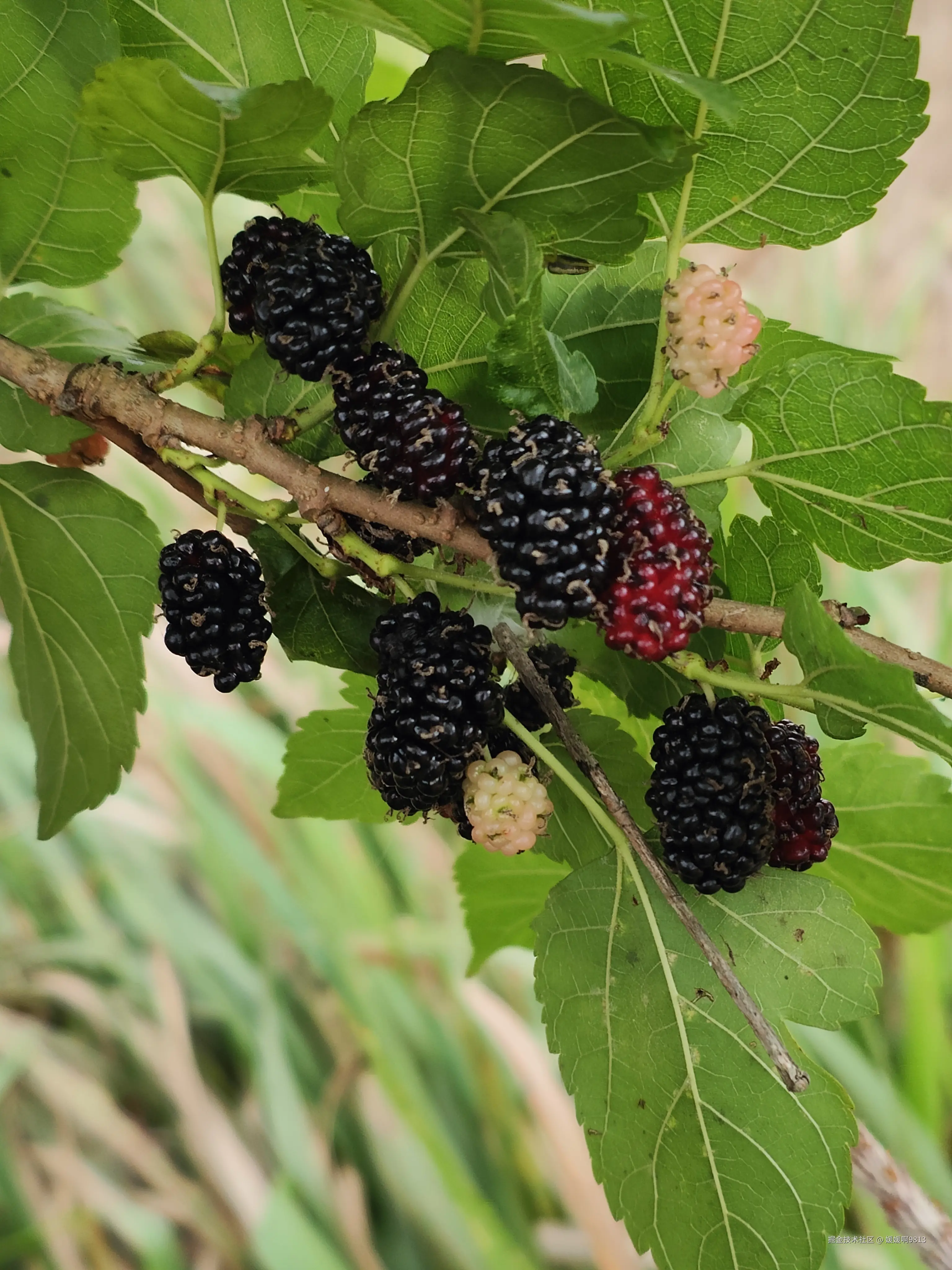 媛媛啊9813于2026-03-28 19:57发布的图片