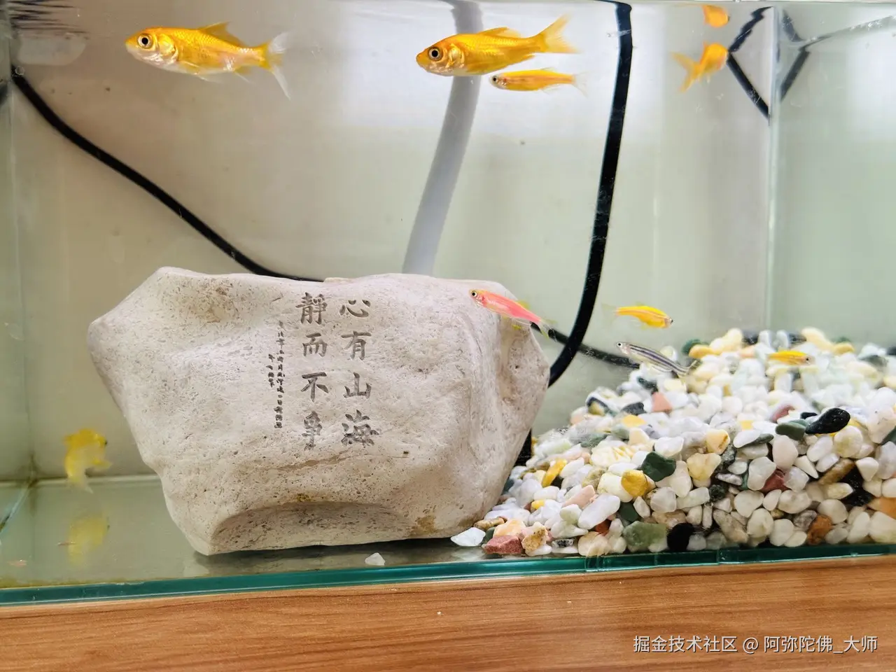 阿弥陀佛_大师于2025-09-08 15:49发布的图片