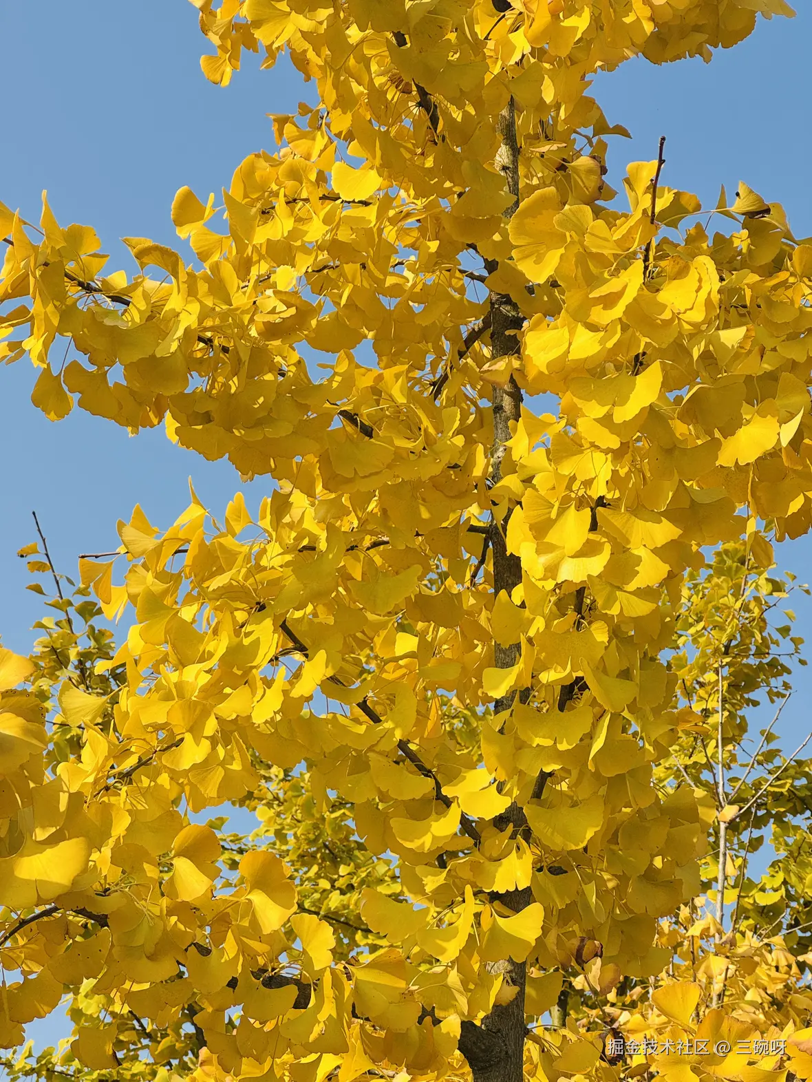 三碗呀于2024-12-03 10:19发布的图片