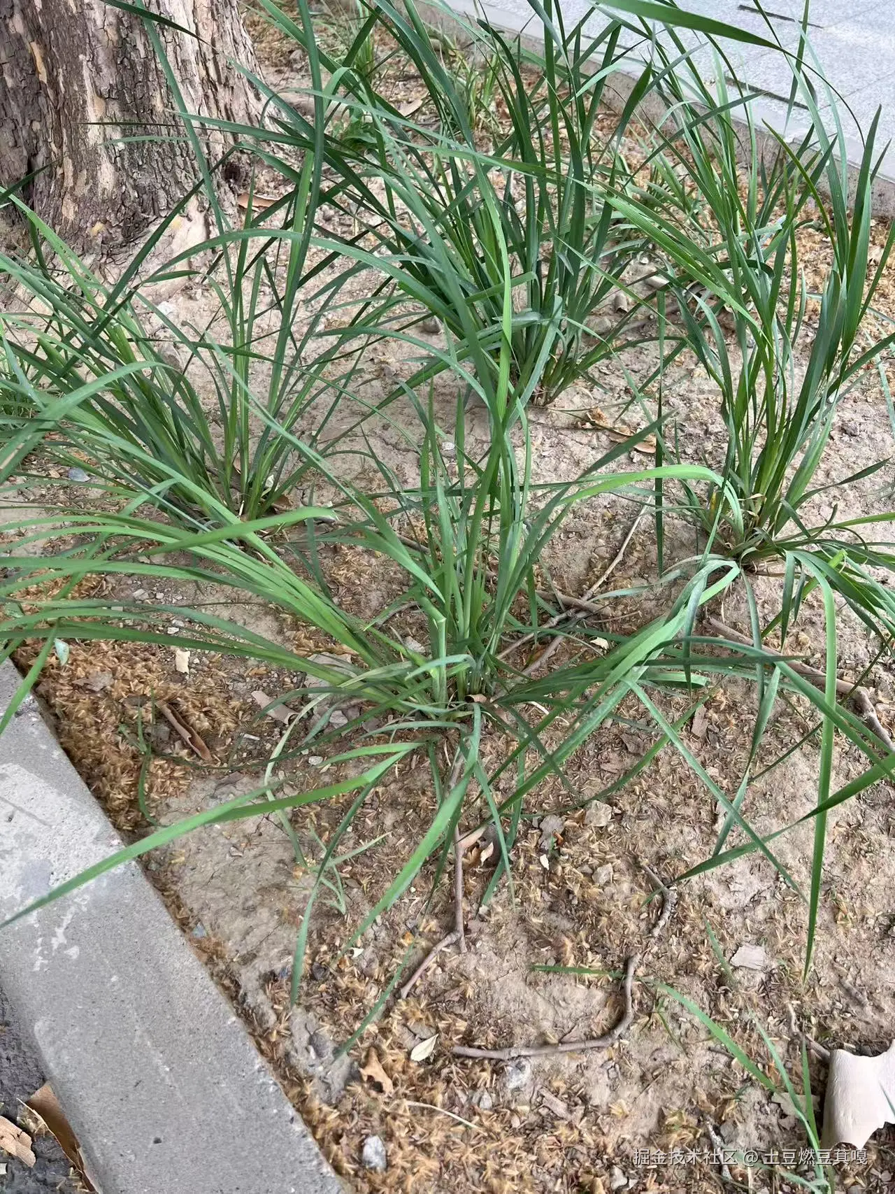 土豆燃豆萁嘎于2025-06-12 14:37发布的图片