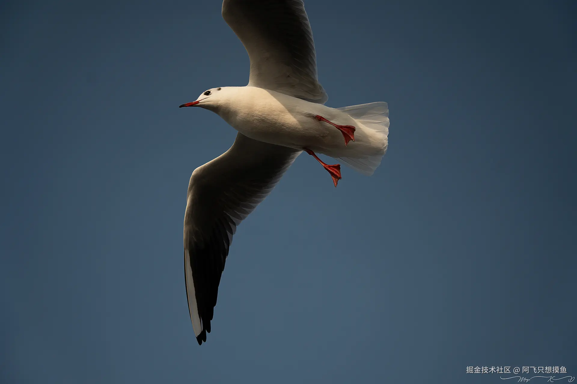 阿飞只想摸鱼于2024-12-19 14:47发布的图片