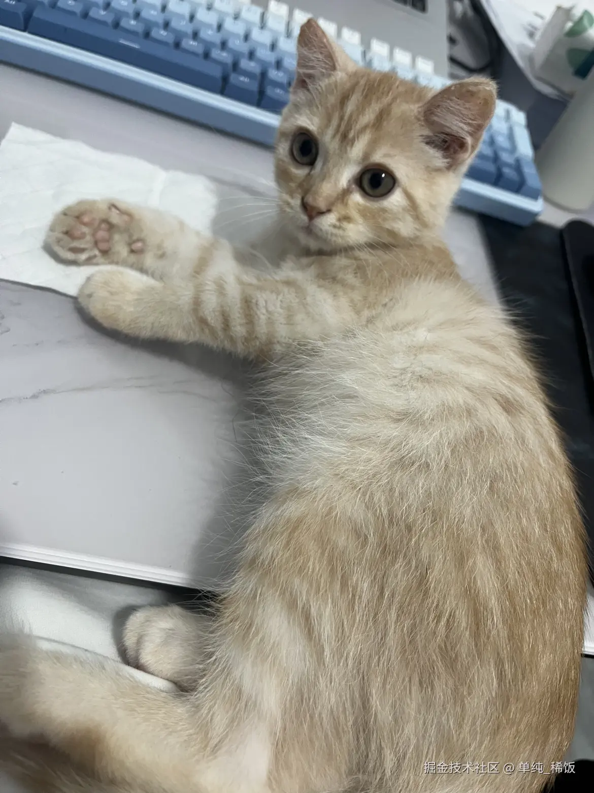 单纯_稀饭于2025-04-08 19:04发布的图片