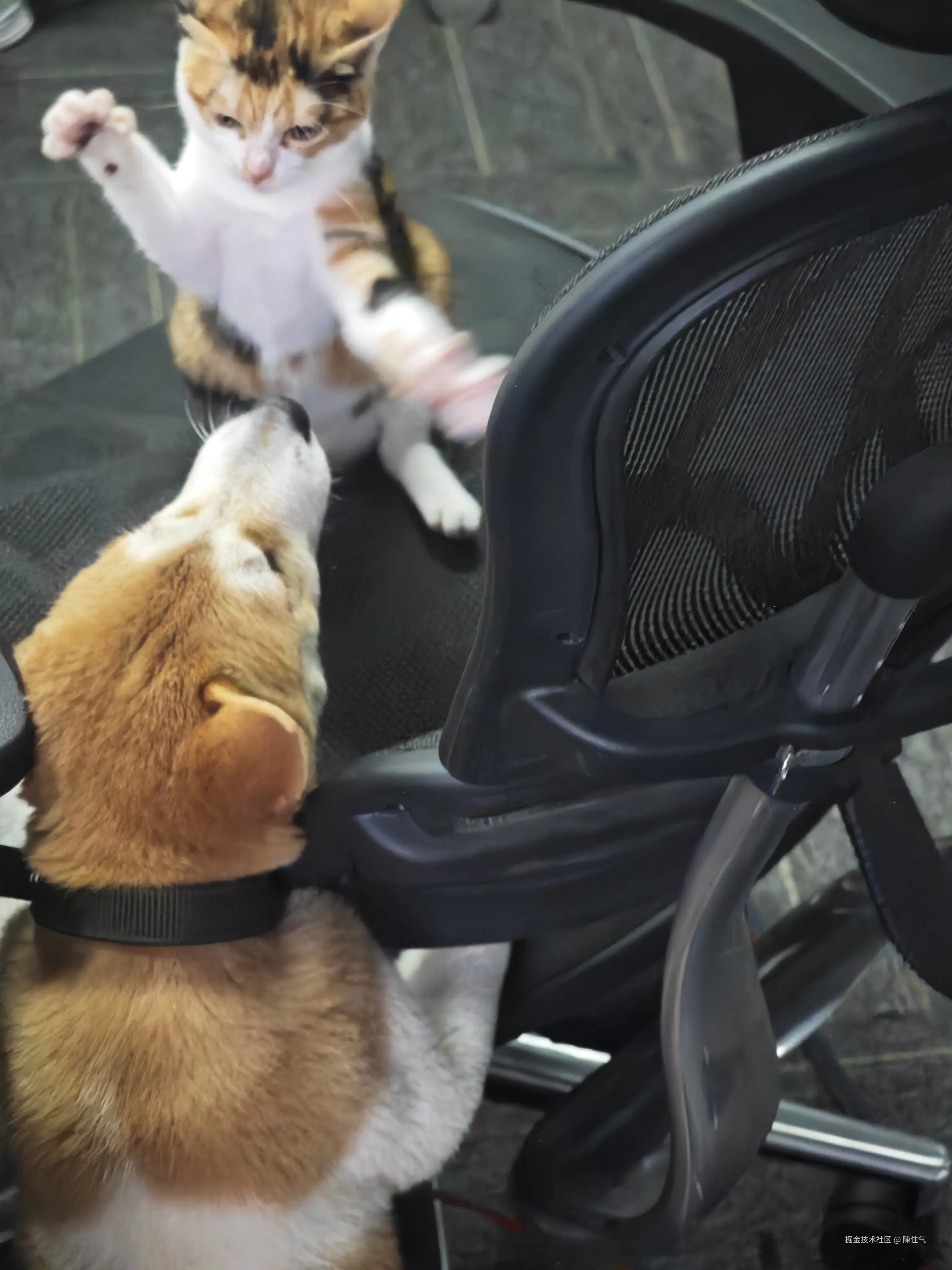 陳住气于2024-08-21 13:45发布的图片